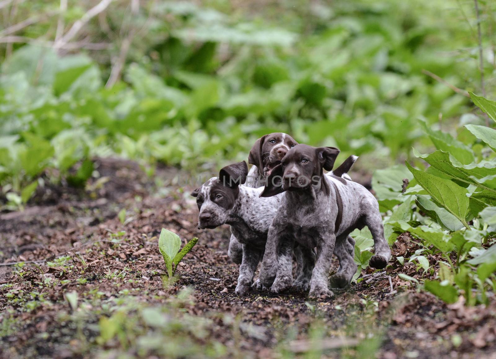 litter of puppies playing by willeecole123