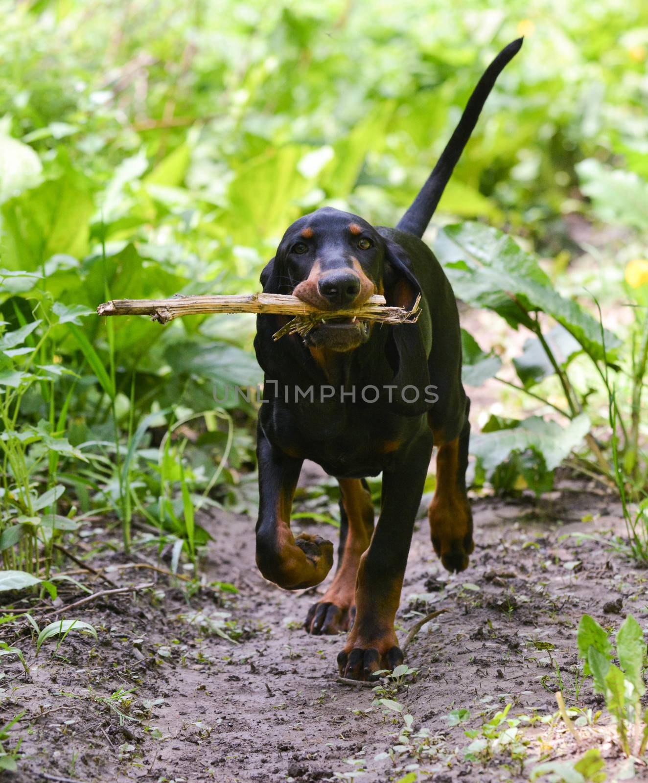 black and tan coonhound walking on a pathway