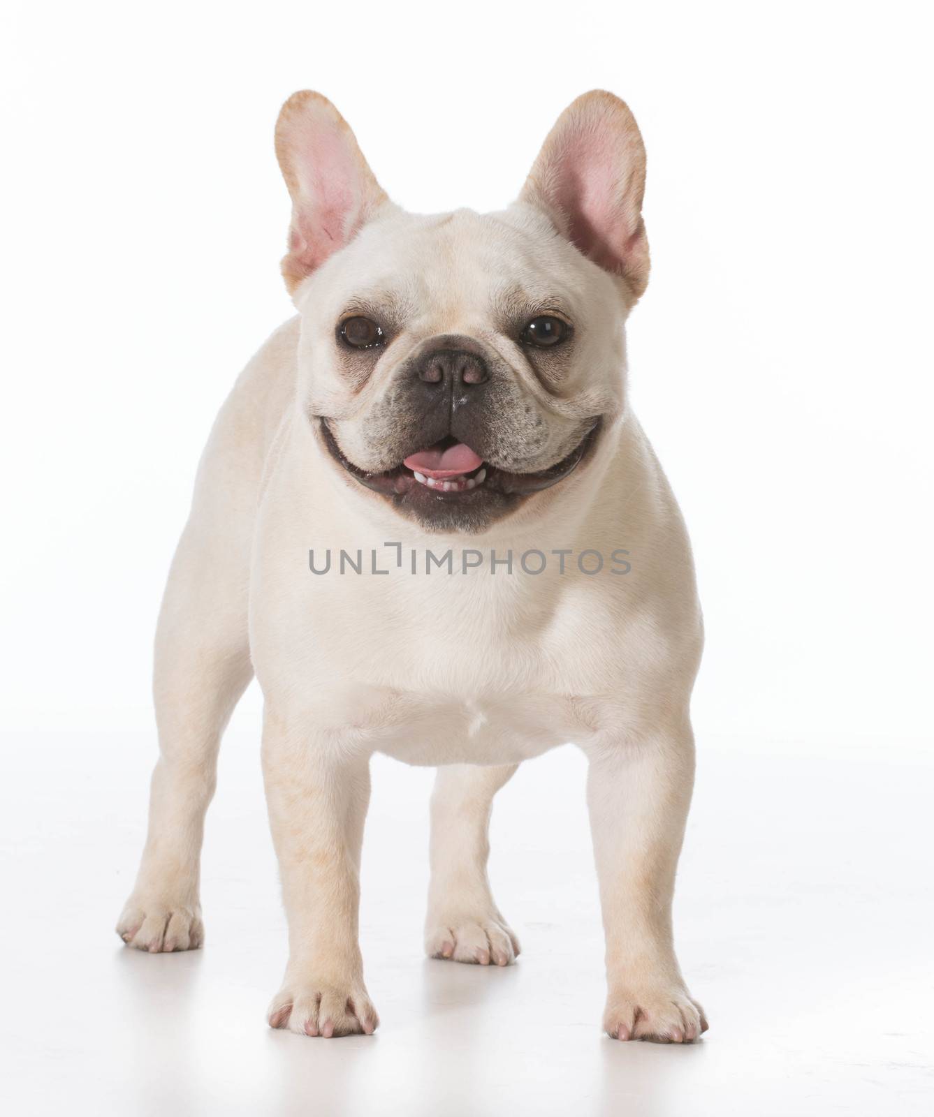 french bulldog puppy standing looking at viewer on white background