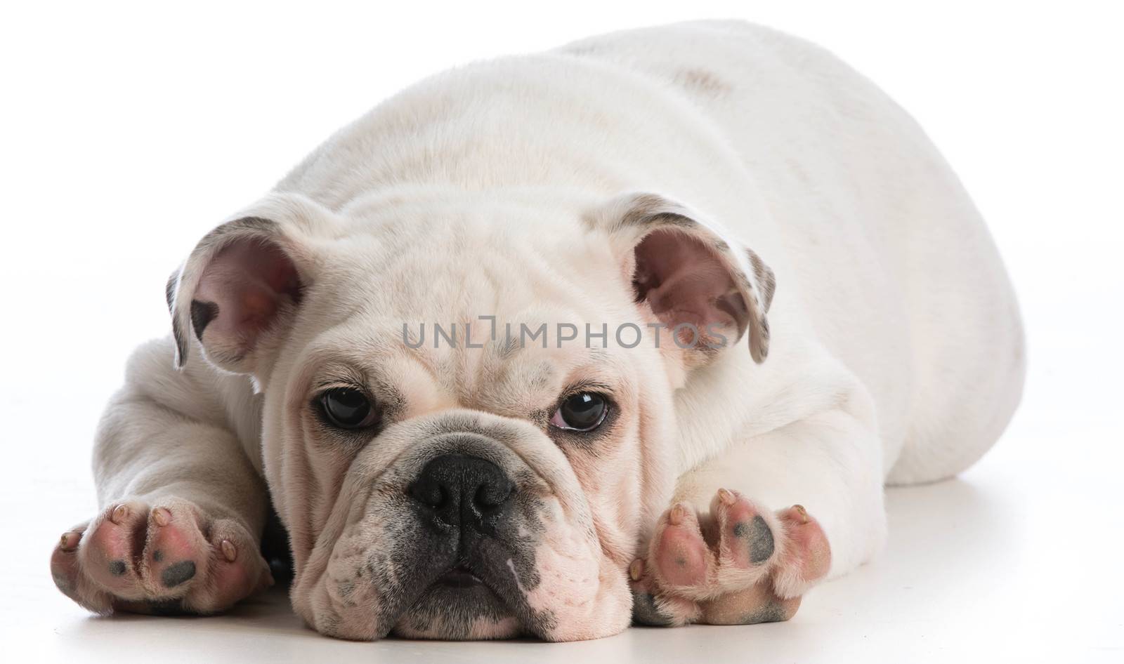 english bulldog puppy laying down looking at viewer on white background