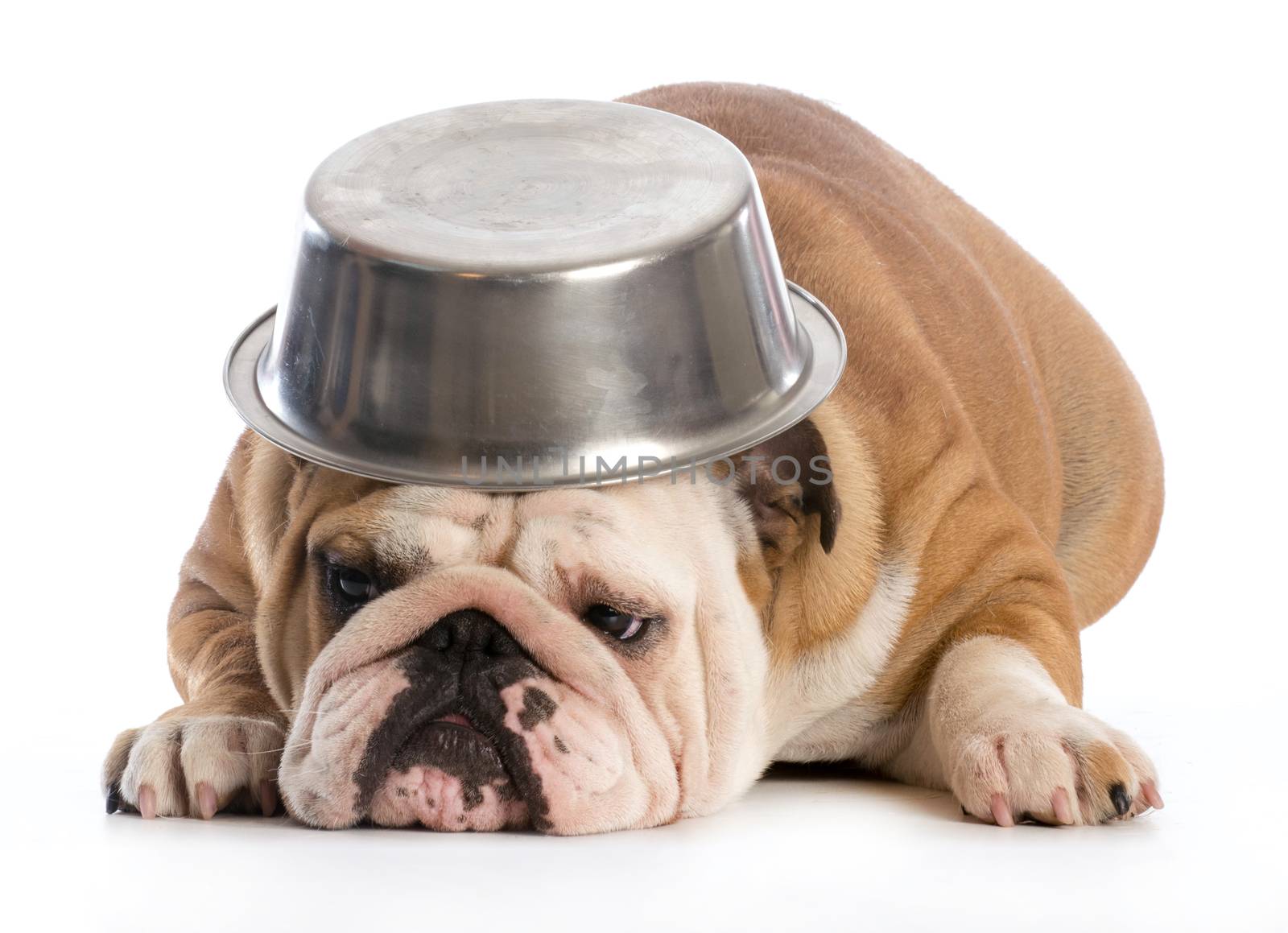 hungry dog - english bulldog laying down with dog bowl on head on white background