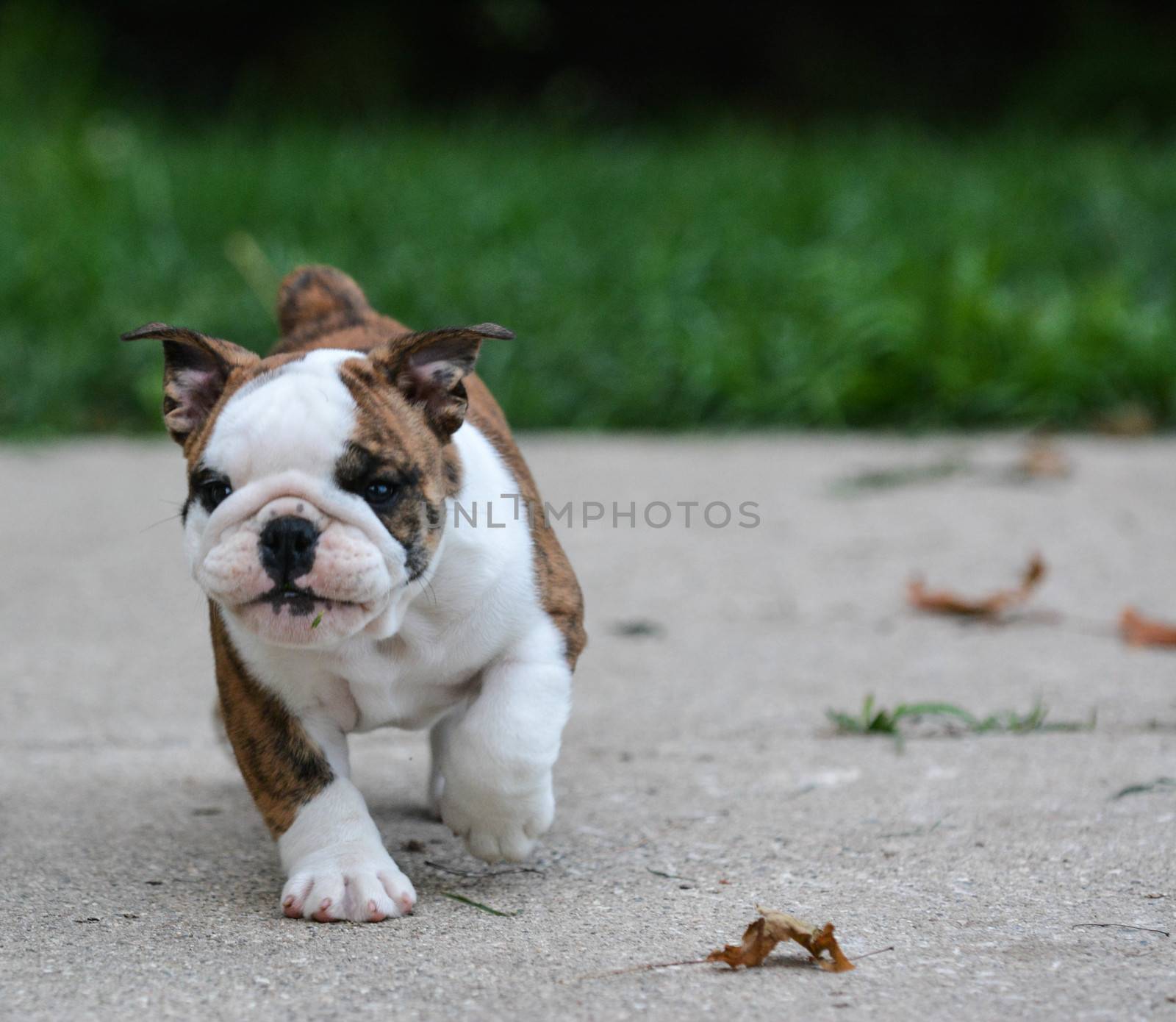 english bulldog puppy walking outdoor on the cement