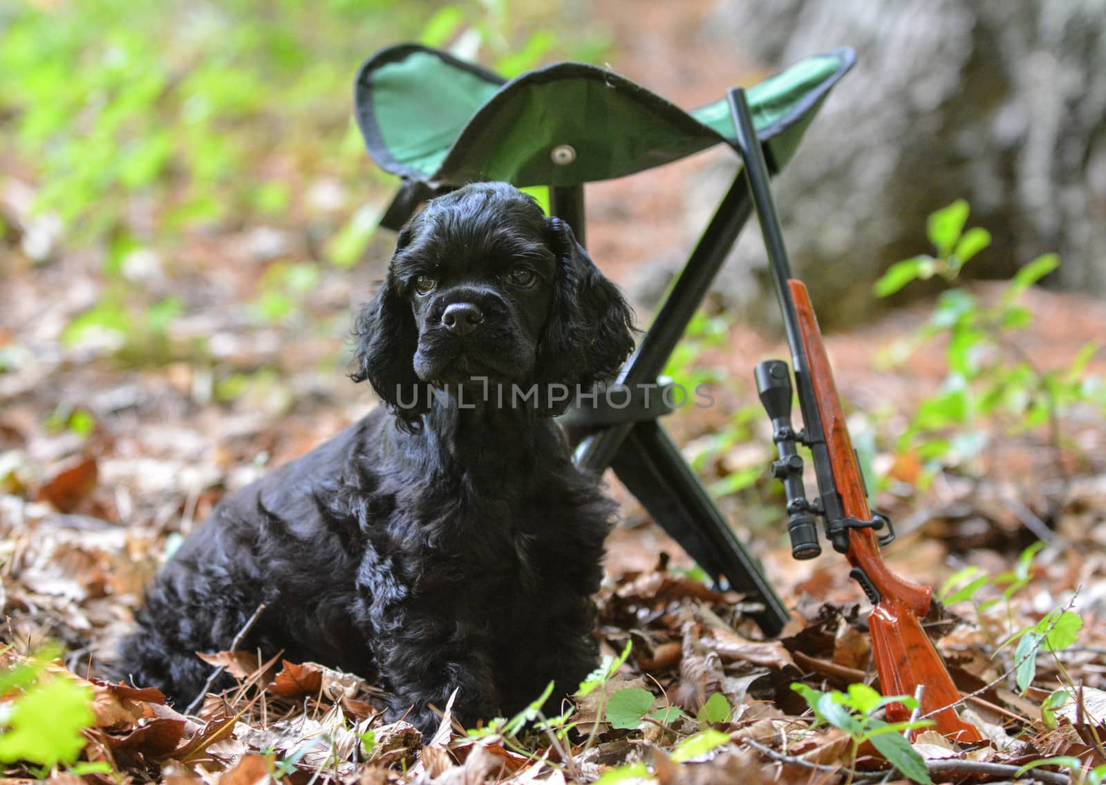 hunting dog - american cocker spaniel puppy in the woods