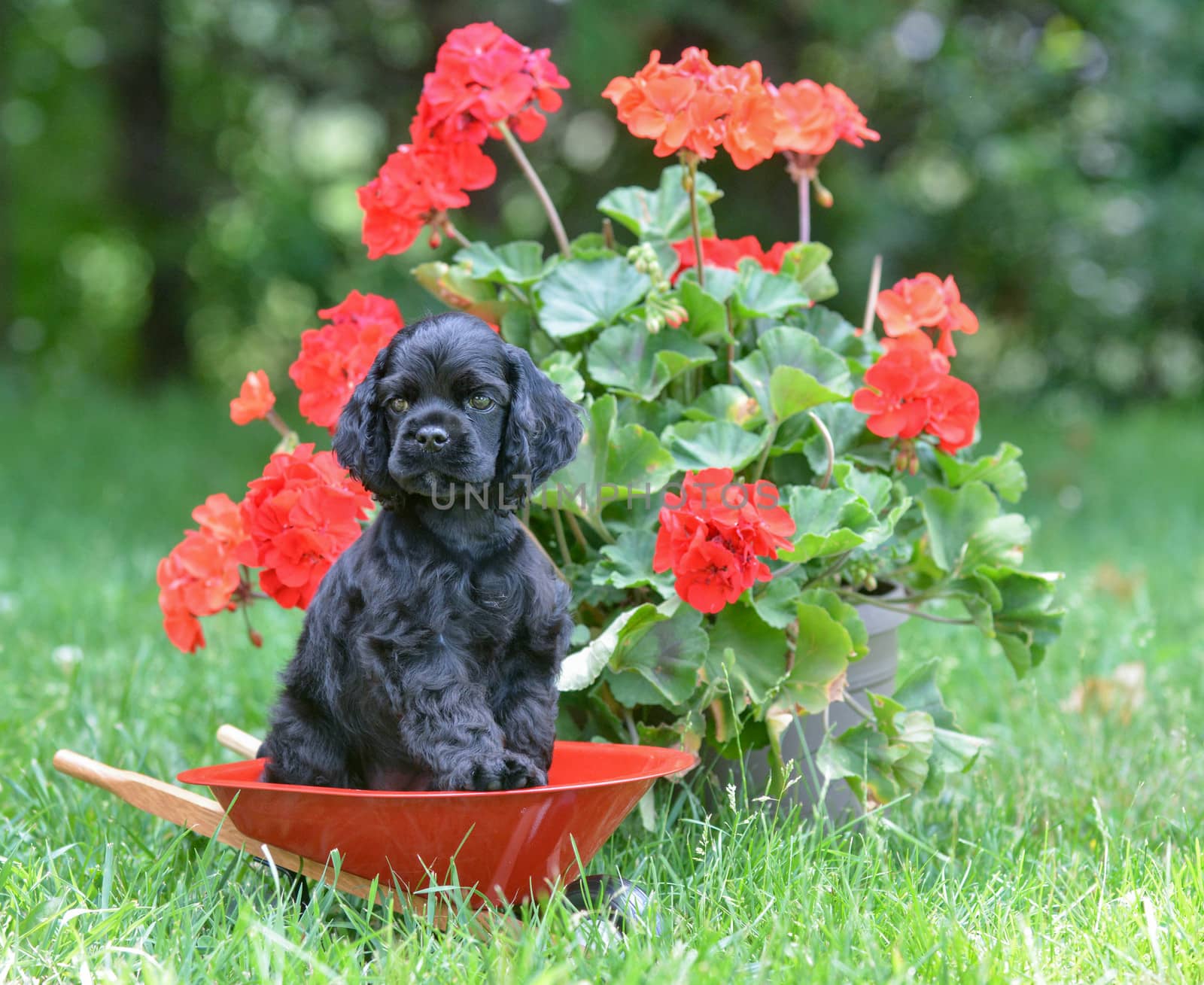 american cocker spaniel puppy sitting in the grass