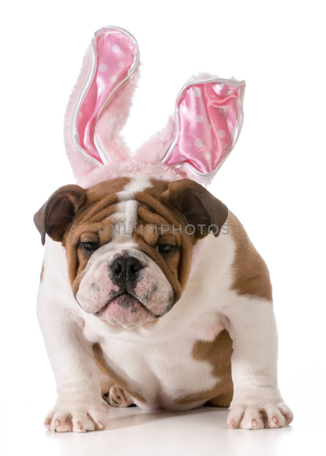 easter dog by willeecole123