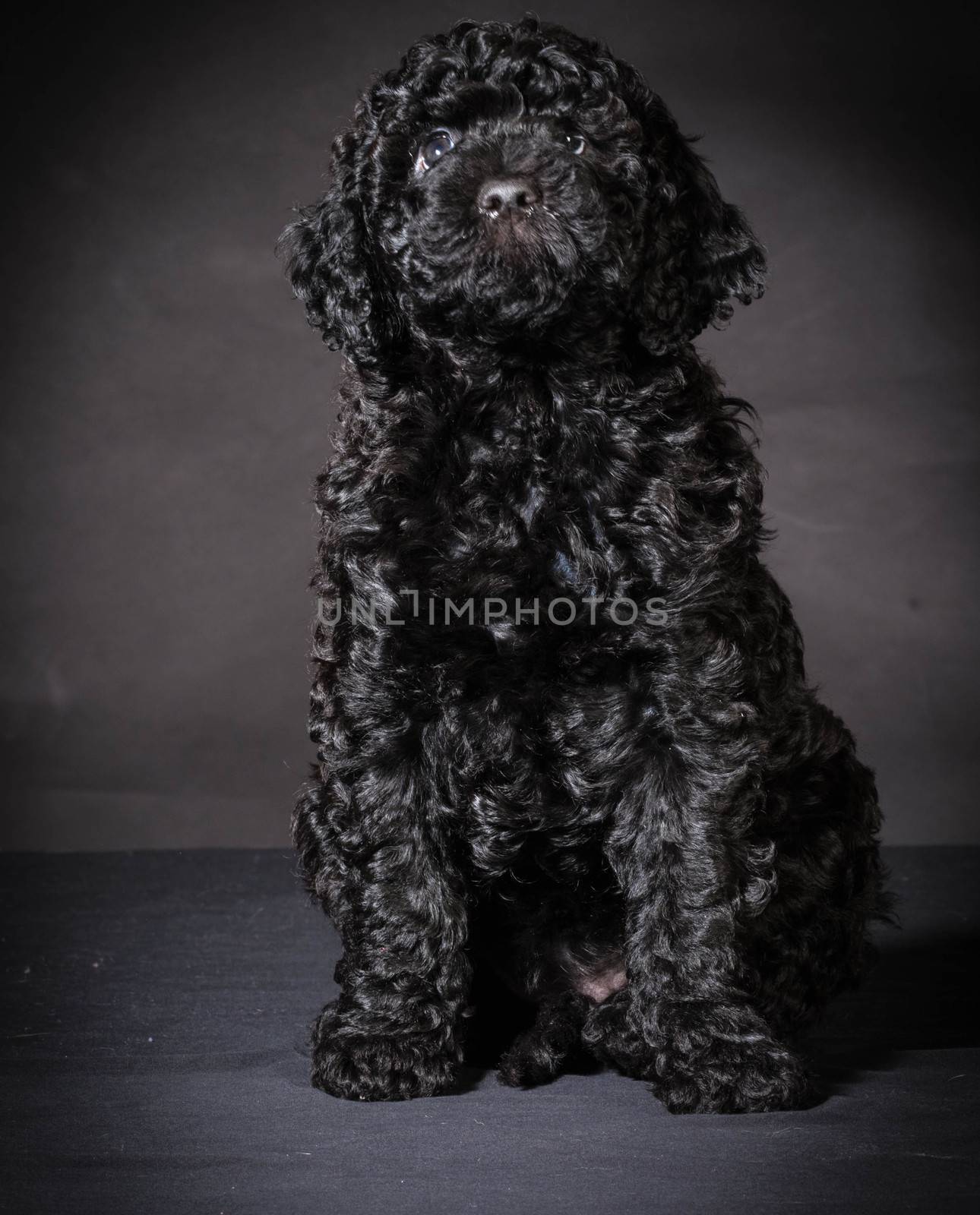 cute barbet puppy sitting on black background