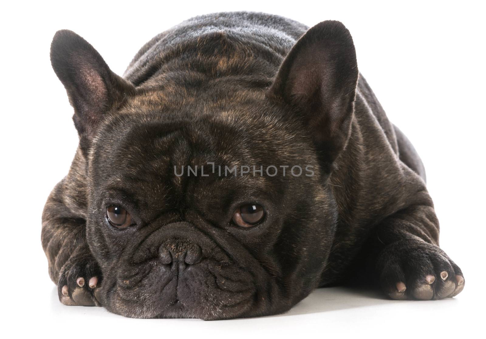 french bulldog laying down looking at viewer