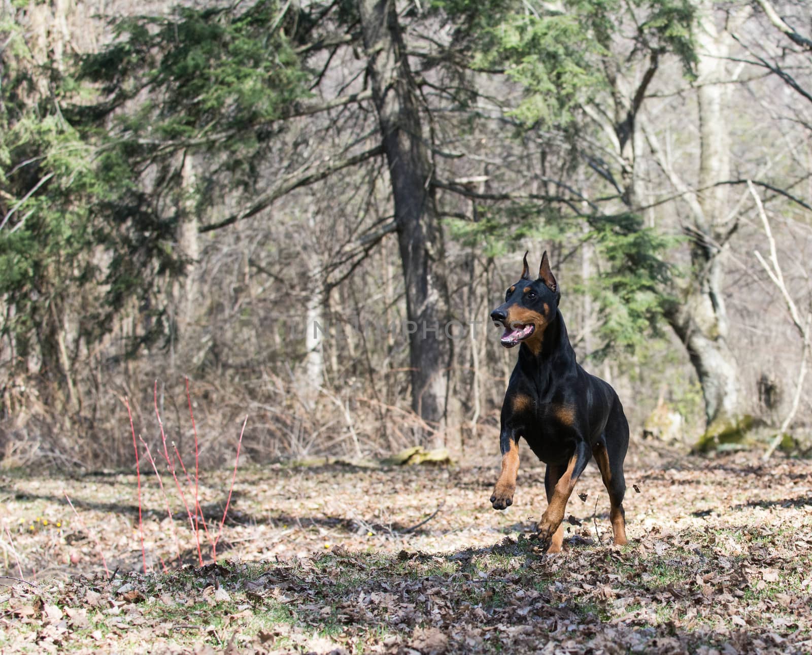 doberman pinscher running in the woods