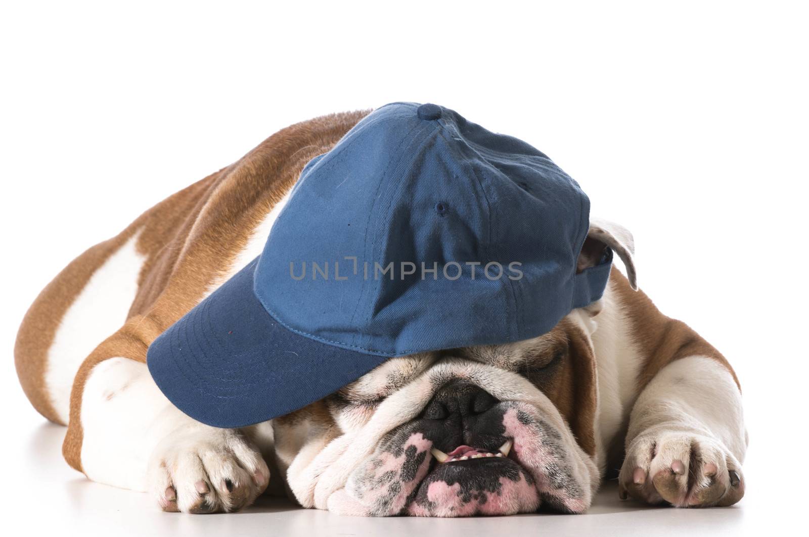 dog wearing baseball cap isolated on white background - english bulldog