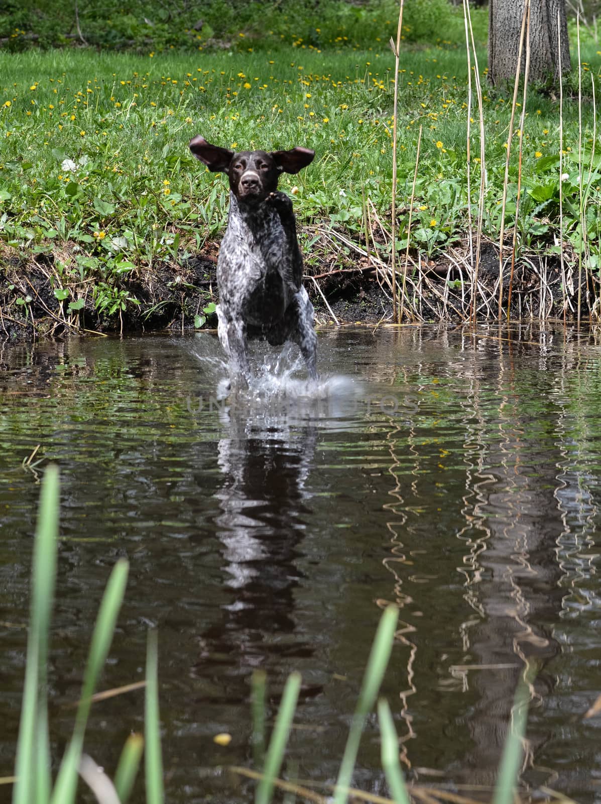 dog swimming by willeecole123