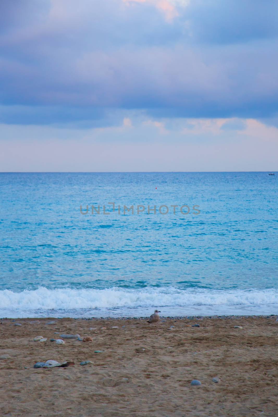 Sea and beach, deep view with seagull walking on the sand