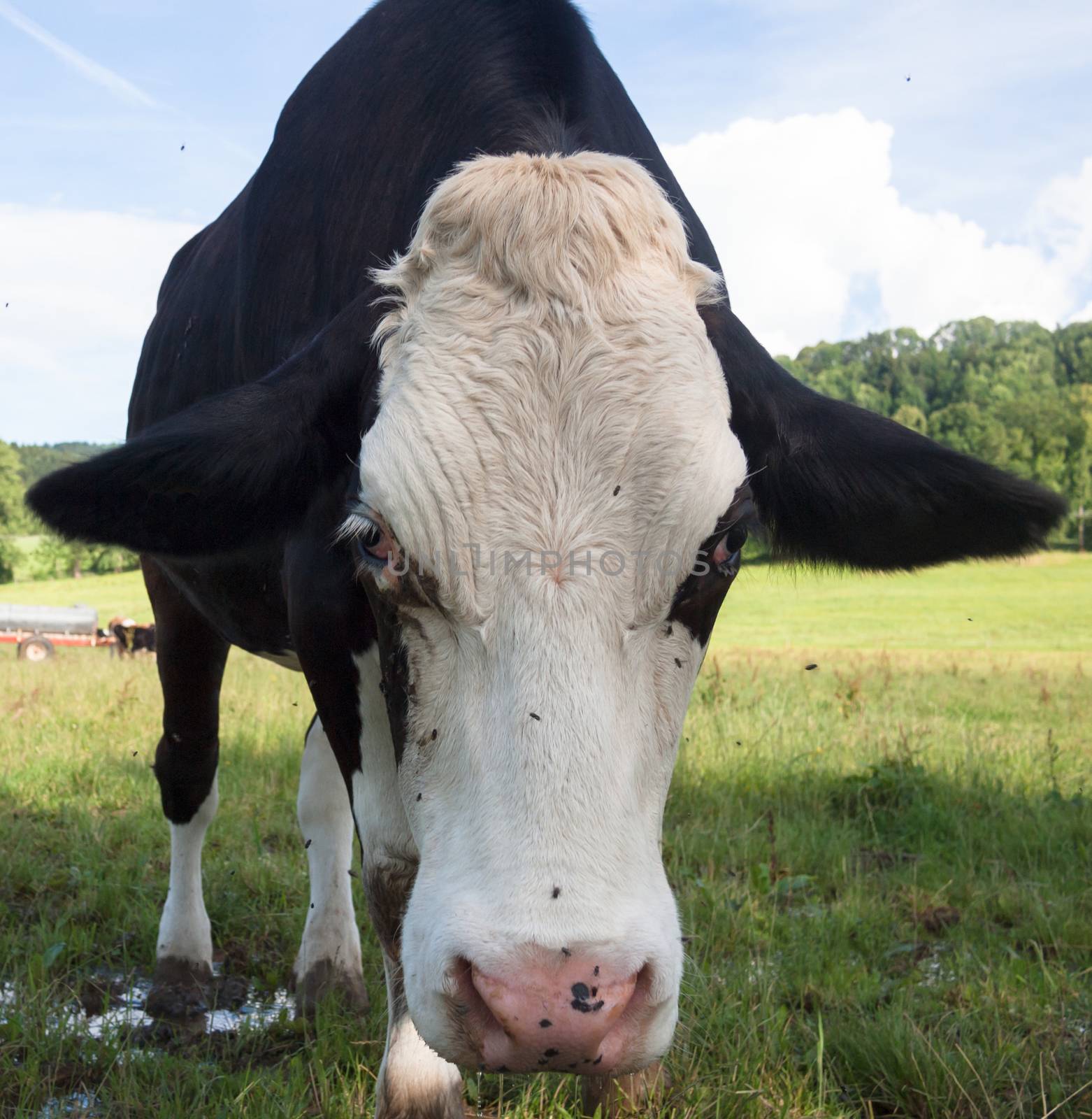 angry black cow by laengauer