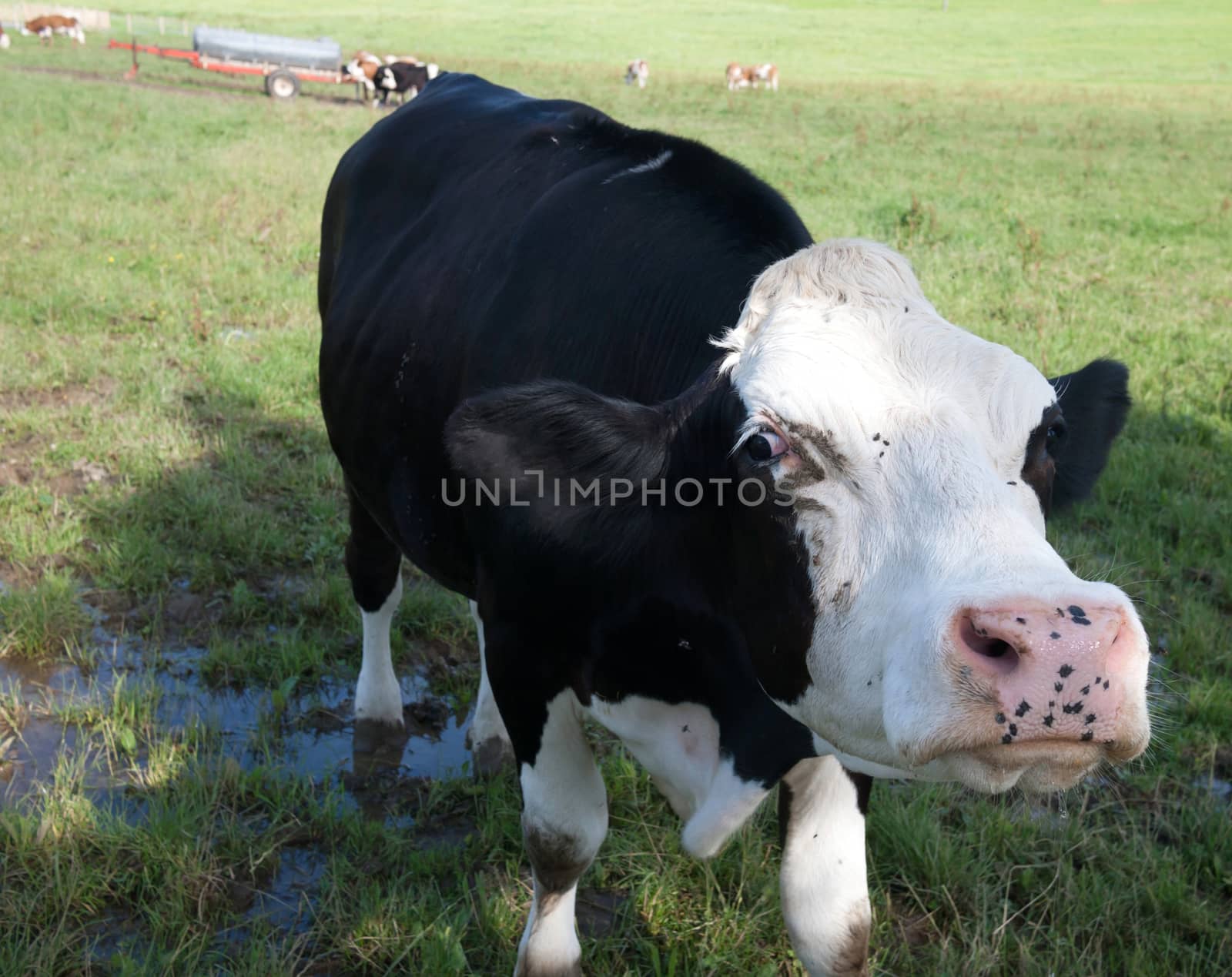 angry black cow threatening you