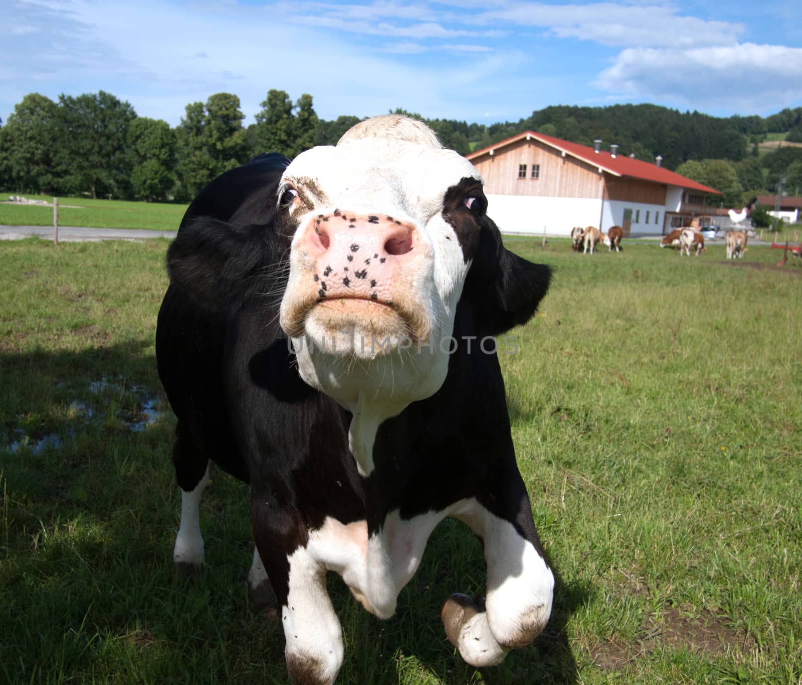 angry black cow threatening you