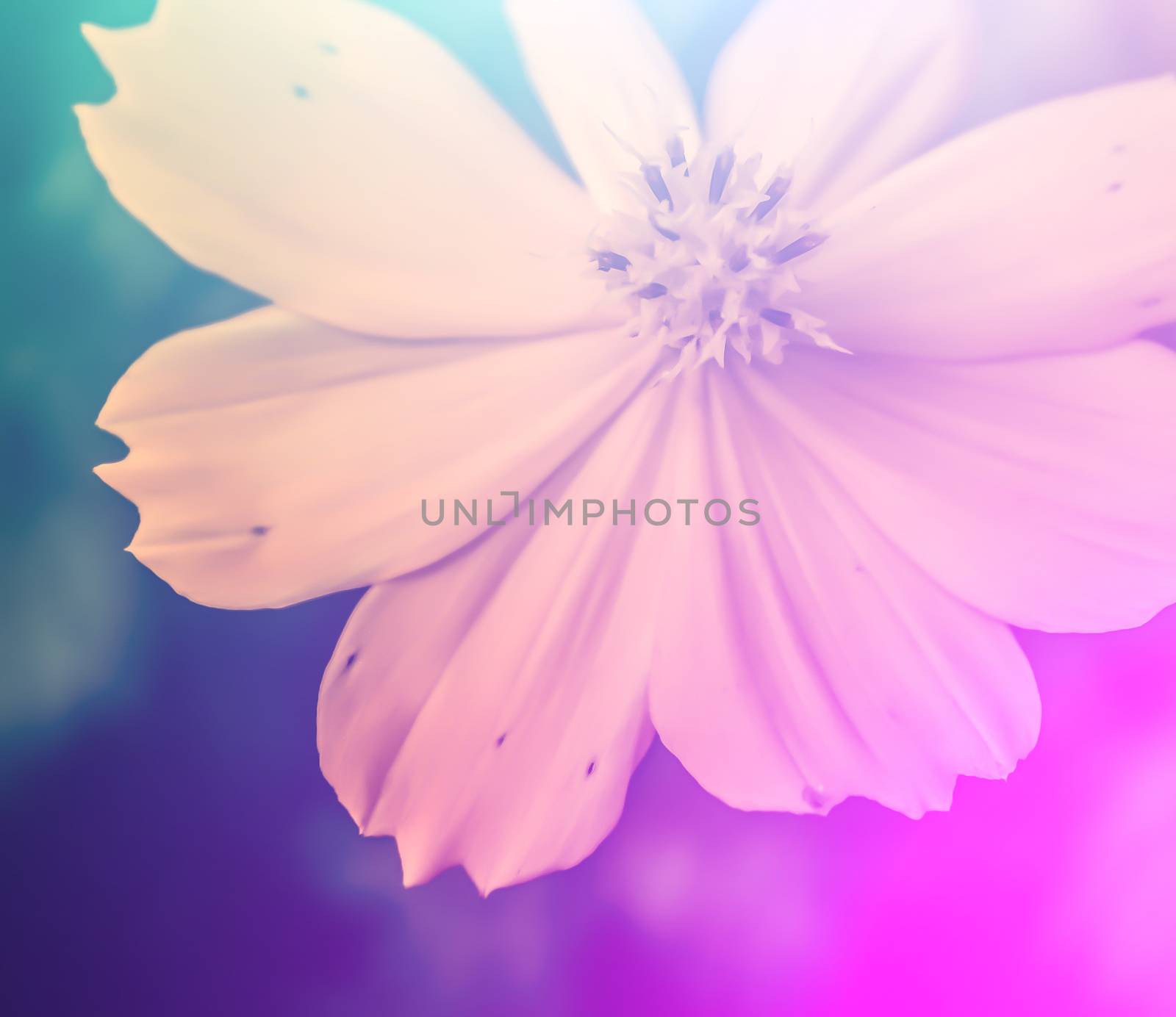 vivid color beautiful wild flowers in soft style.For art texture or web design and vertical background