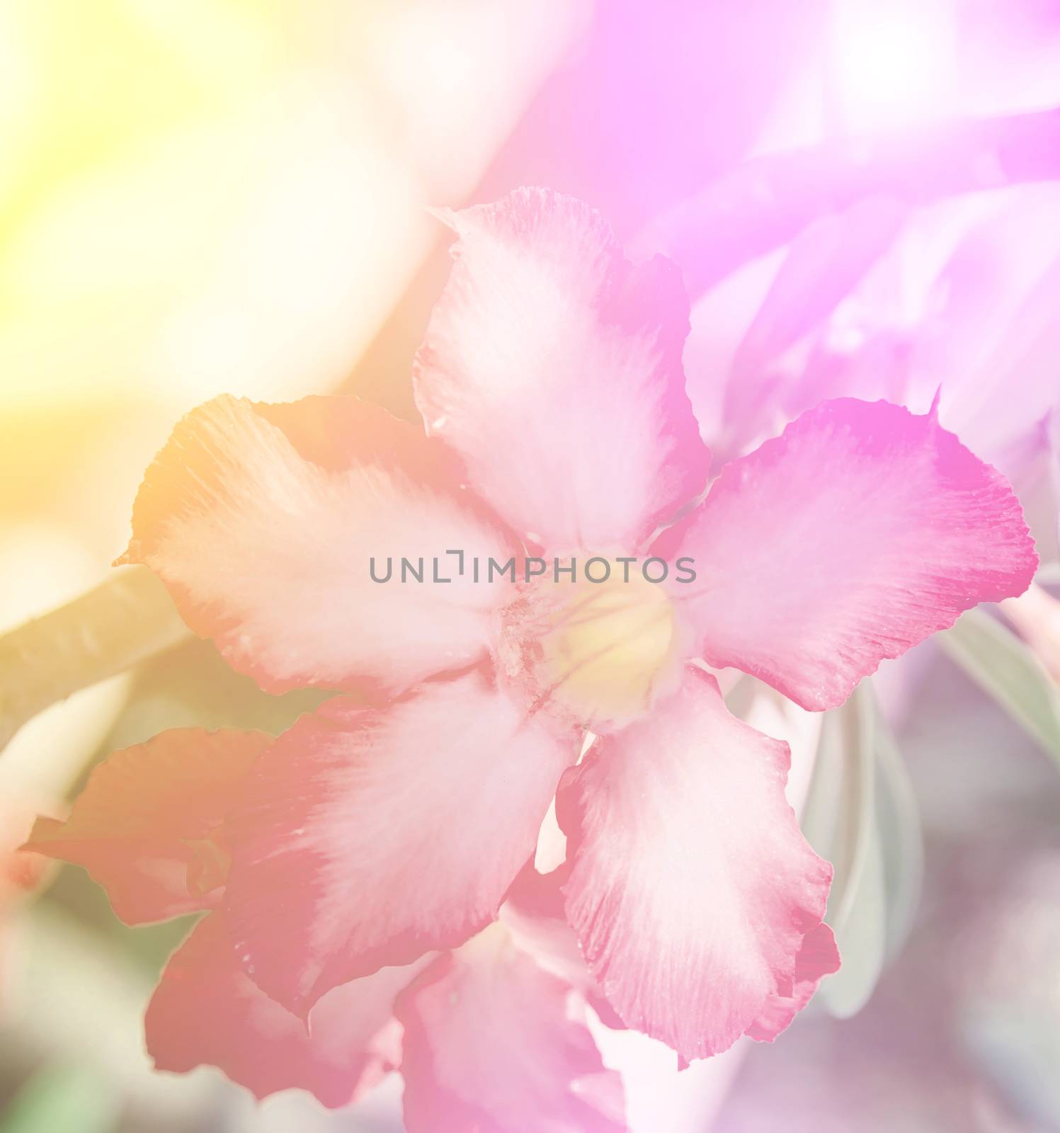 vivid color beautiful wild flowers in soft style.For art texture or web design and vertical background