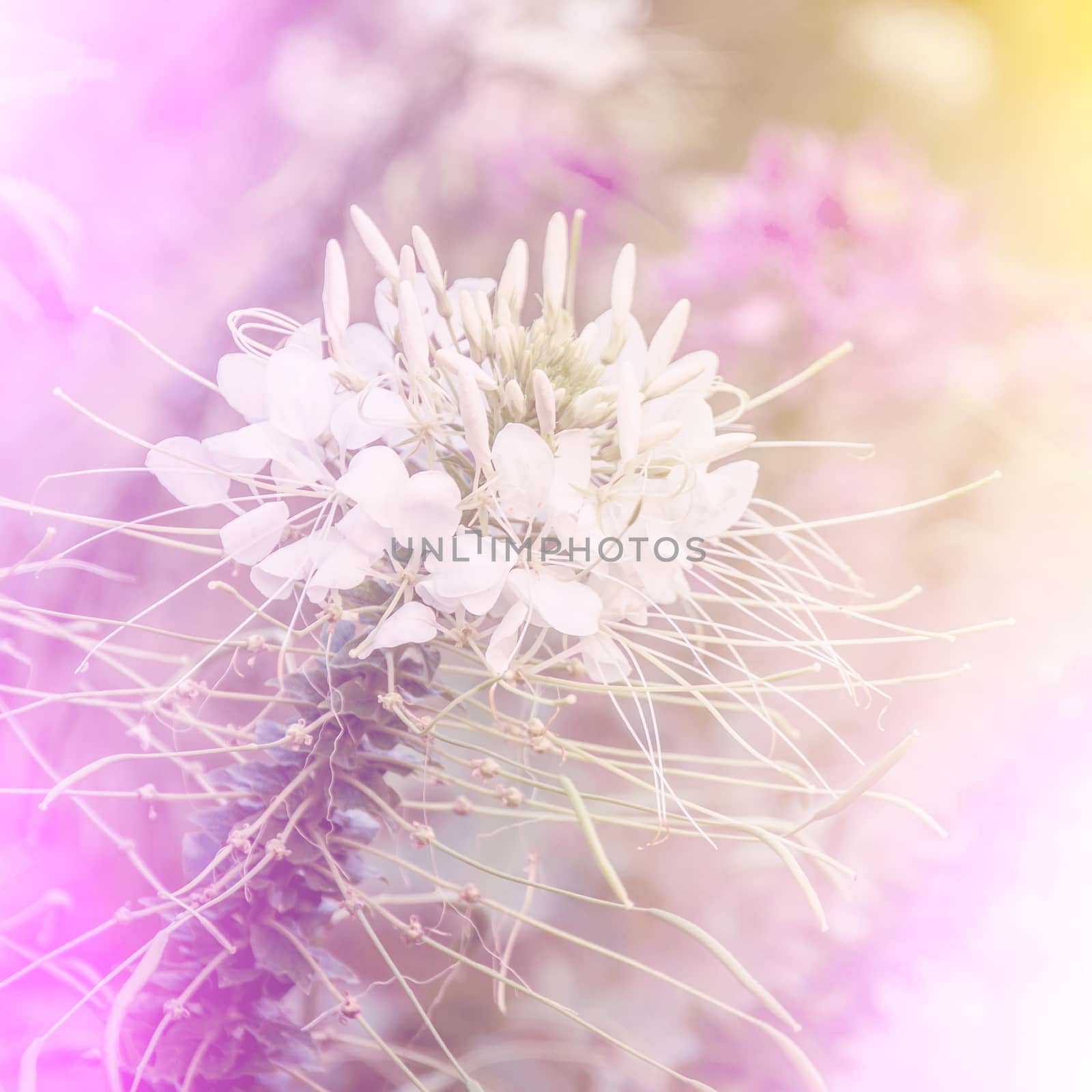 vivid color beautiful wild flowers in soft style.For art texture or web design and vertical background
