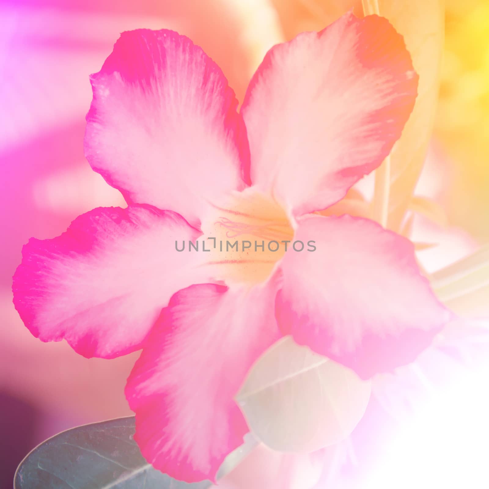 vivid color beautiful wild flowers in blur style.For art texture or web design and vertical background