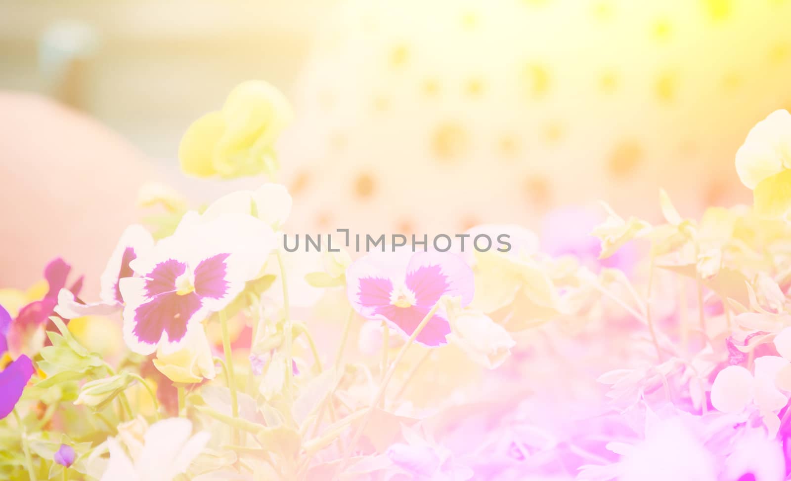 vivid color beautiful wild flowers in soft style.For art texture or web design and vertical background