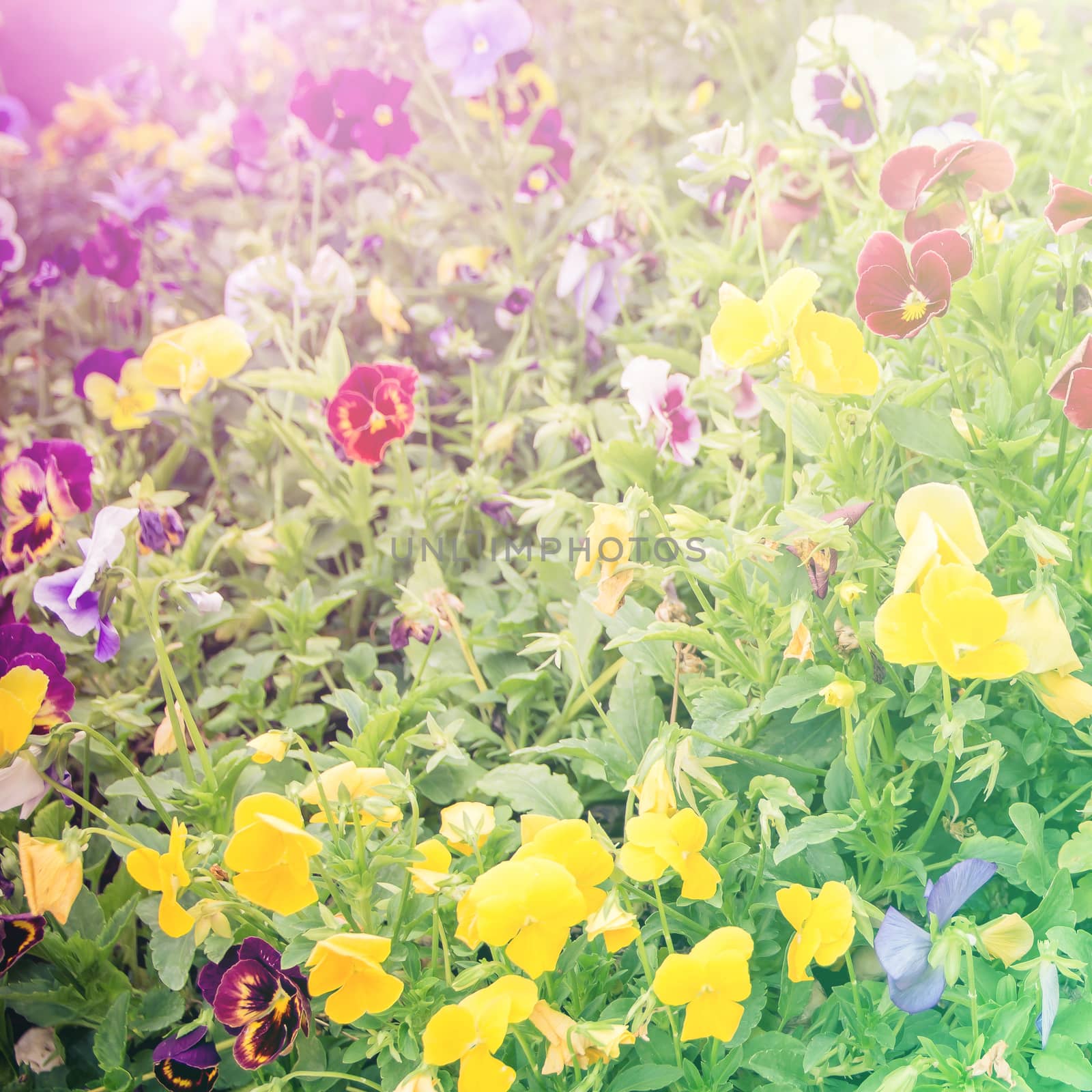 vivid color beautiful wild flowers in blur style.For art texture or web design and vertical background