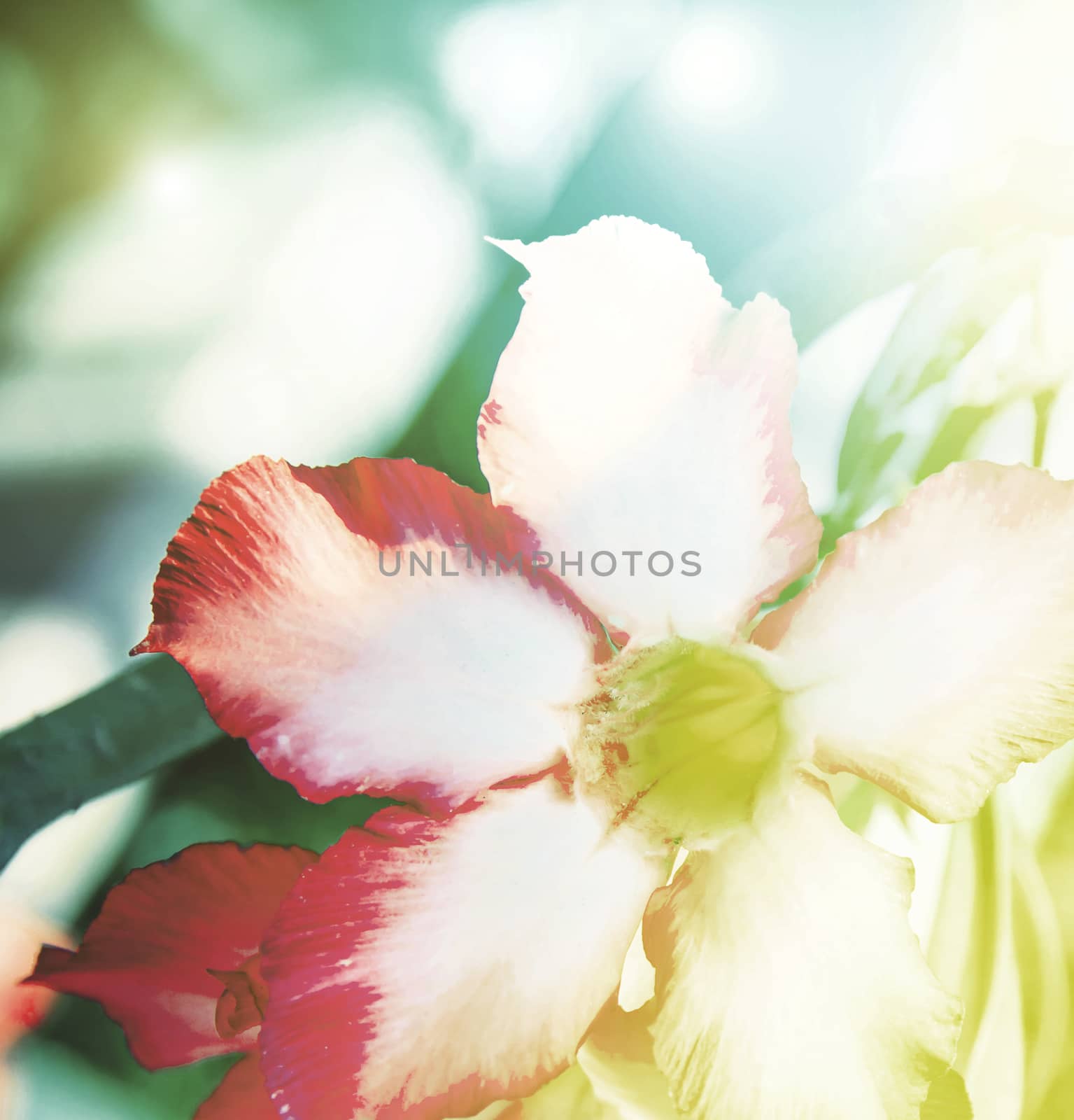 vivid color beautiful wild flowers in blur style.For art texture or web design and vertical background