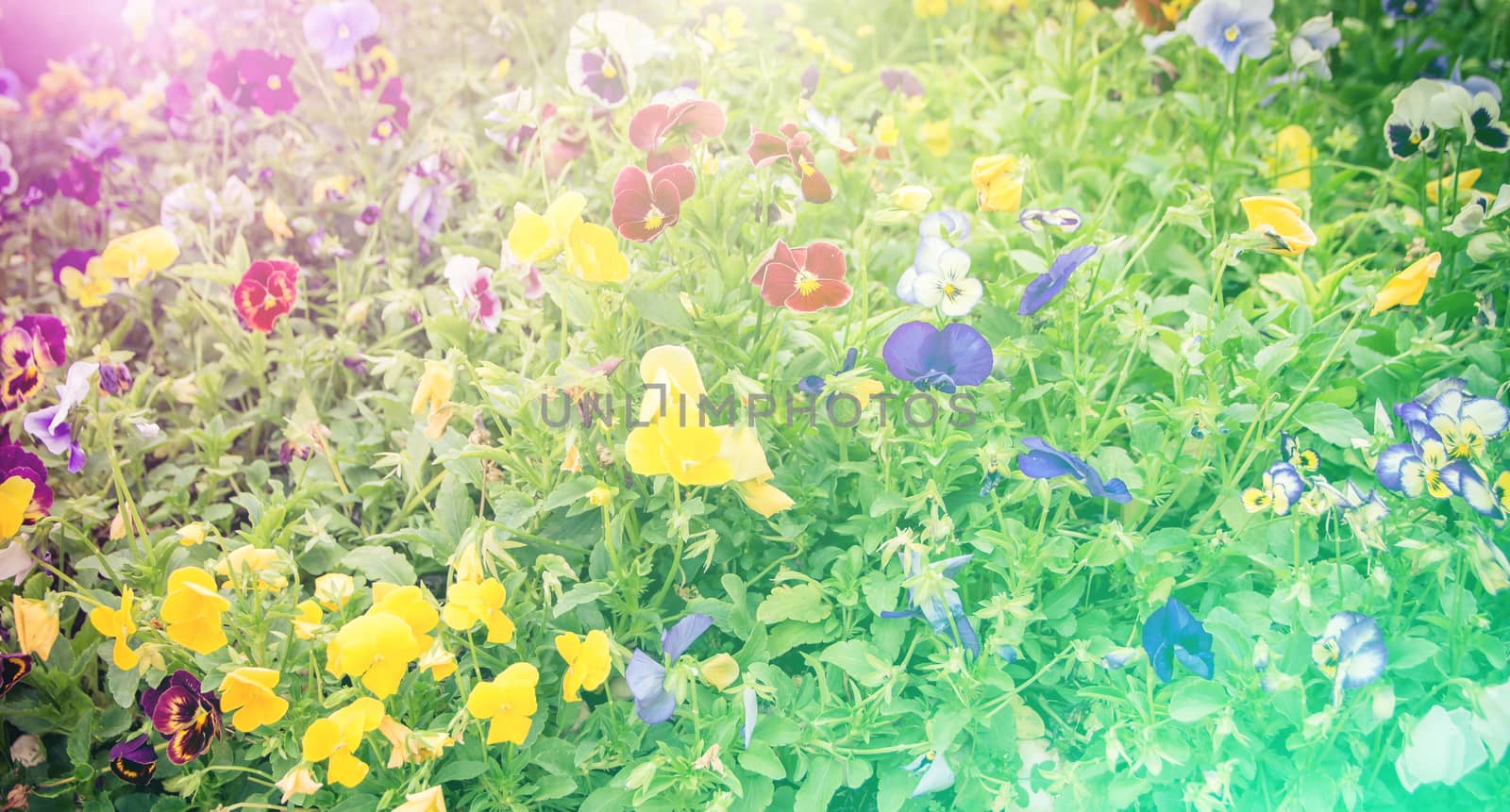 vivid color beautiful wild flowers in blur style.For art texture or web design and vertical background