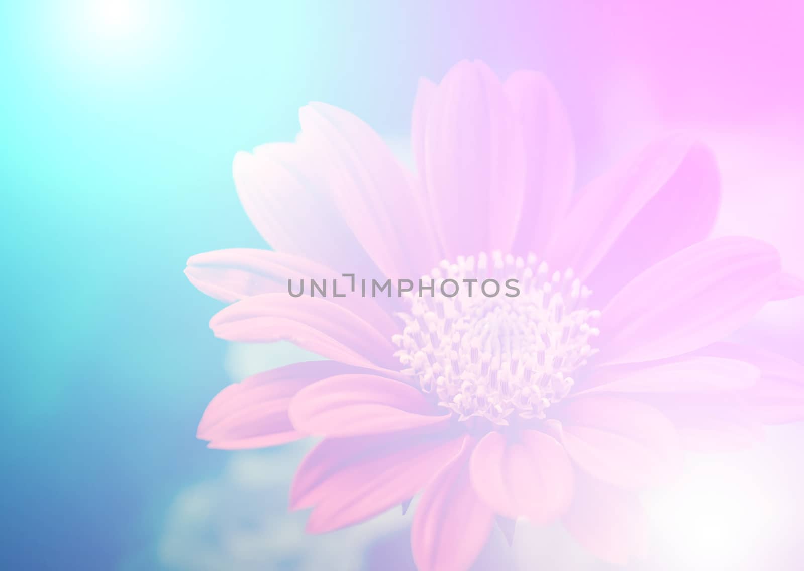 vivid color beautiful wild flowers in soft style.For art texture or web design and vertical background