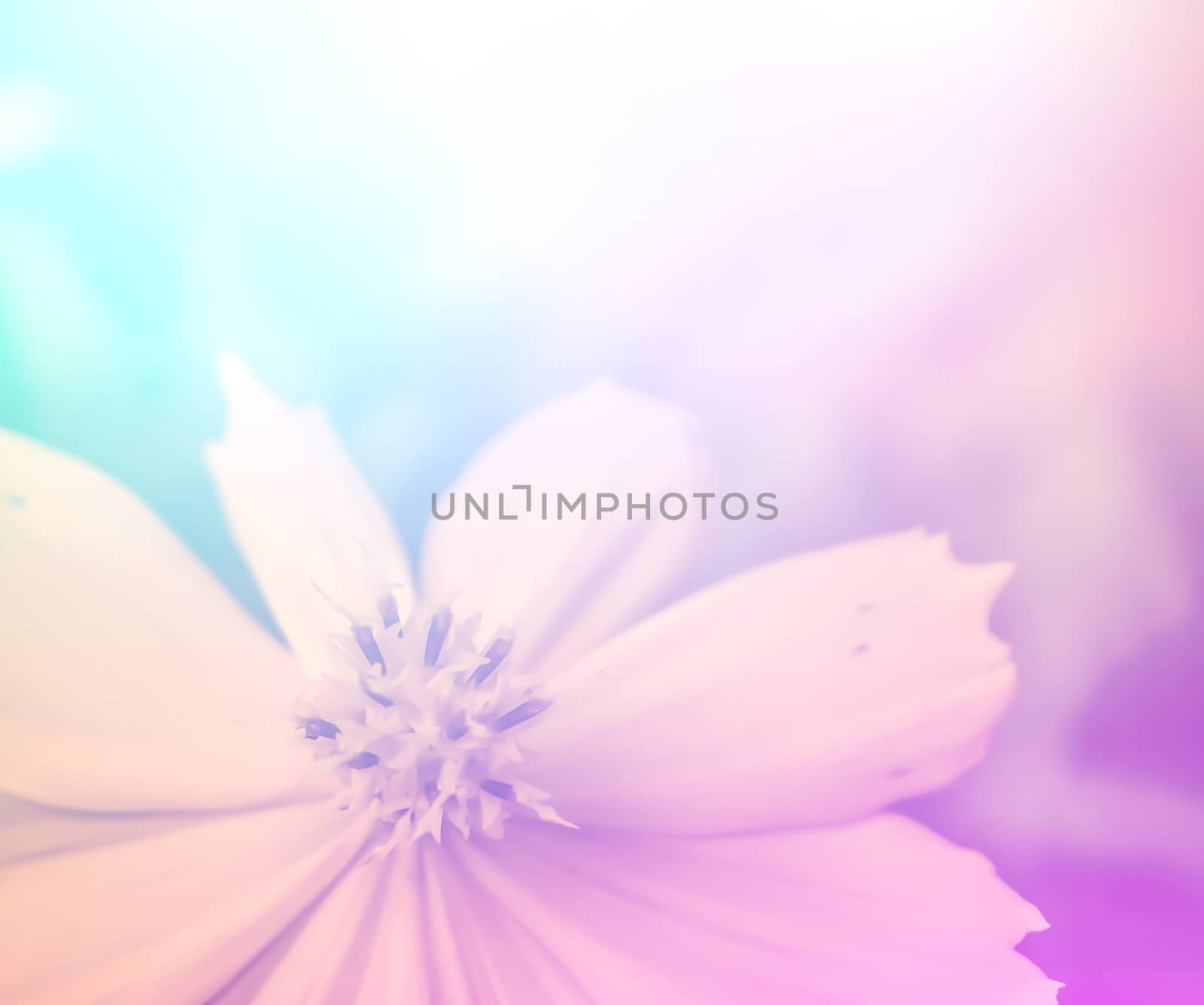 vivid color beautiful wild flowers in soft style.For art texture or web design and vertical background