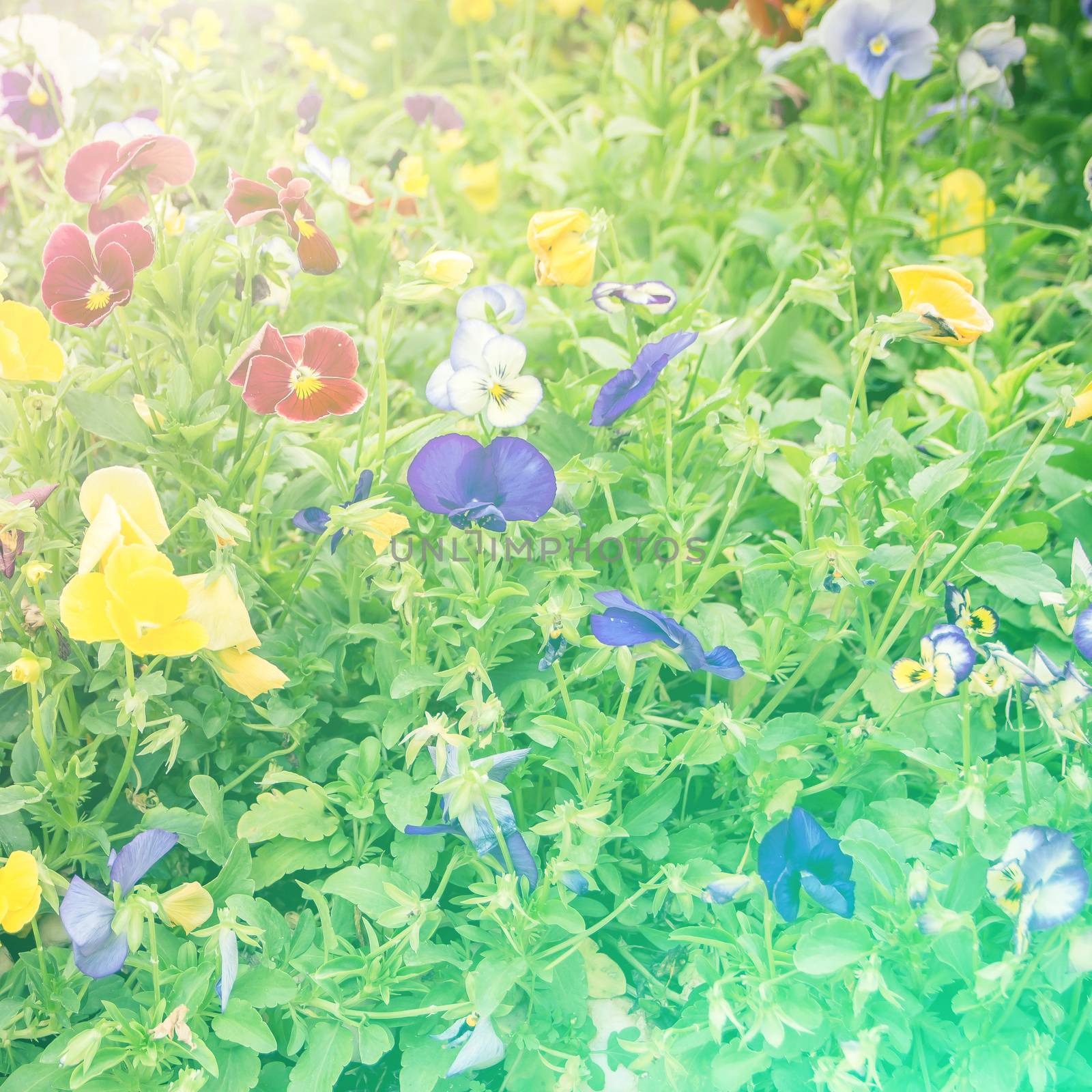 vivid color beautiful wild flowers in blur style.For art texture or web design and vertical background