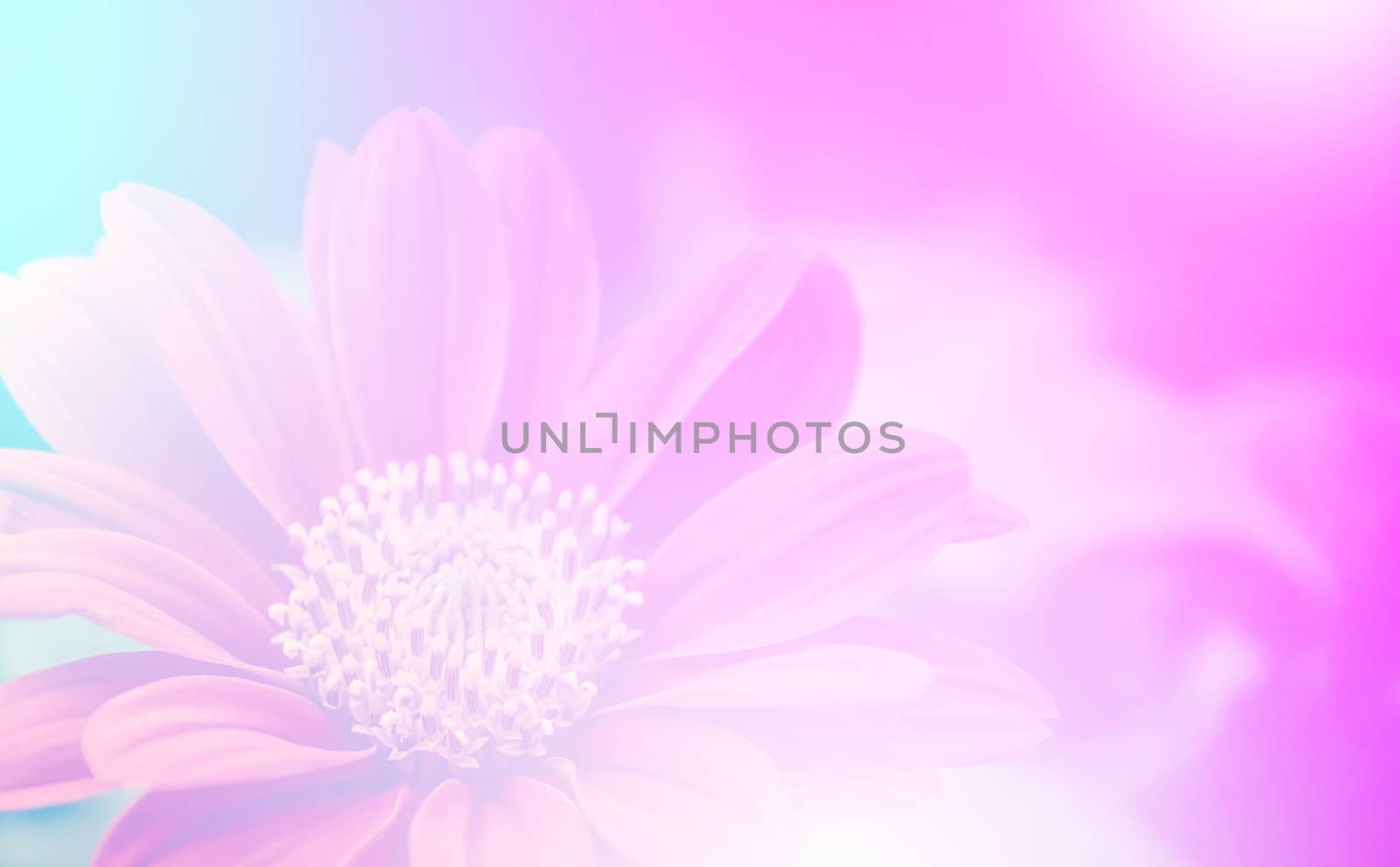 vivid color beautiful wild flowers in soft style.For art texture or web design and vertical background