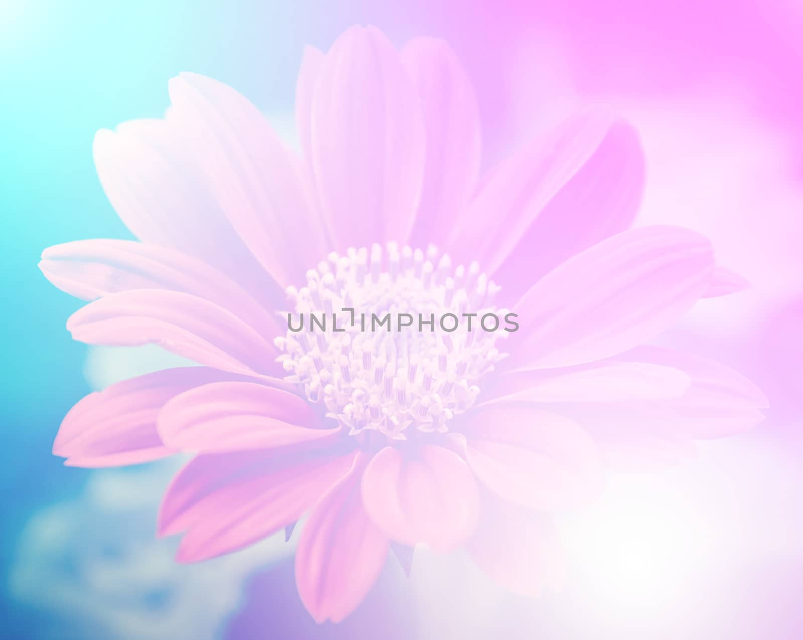 vivid color beautiful wild flowers in soft style.For art texture or web design and vertical background