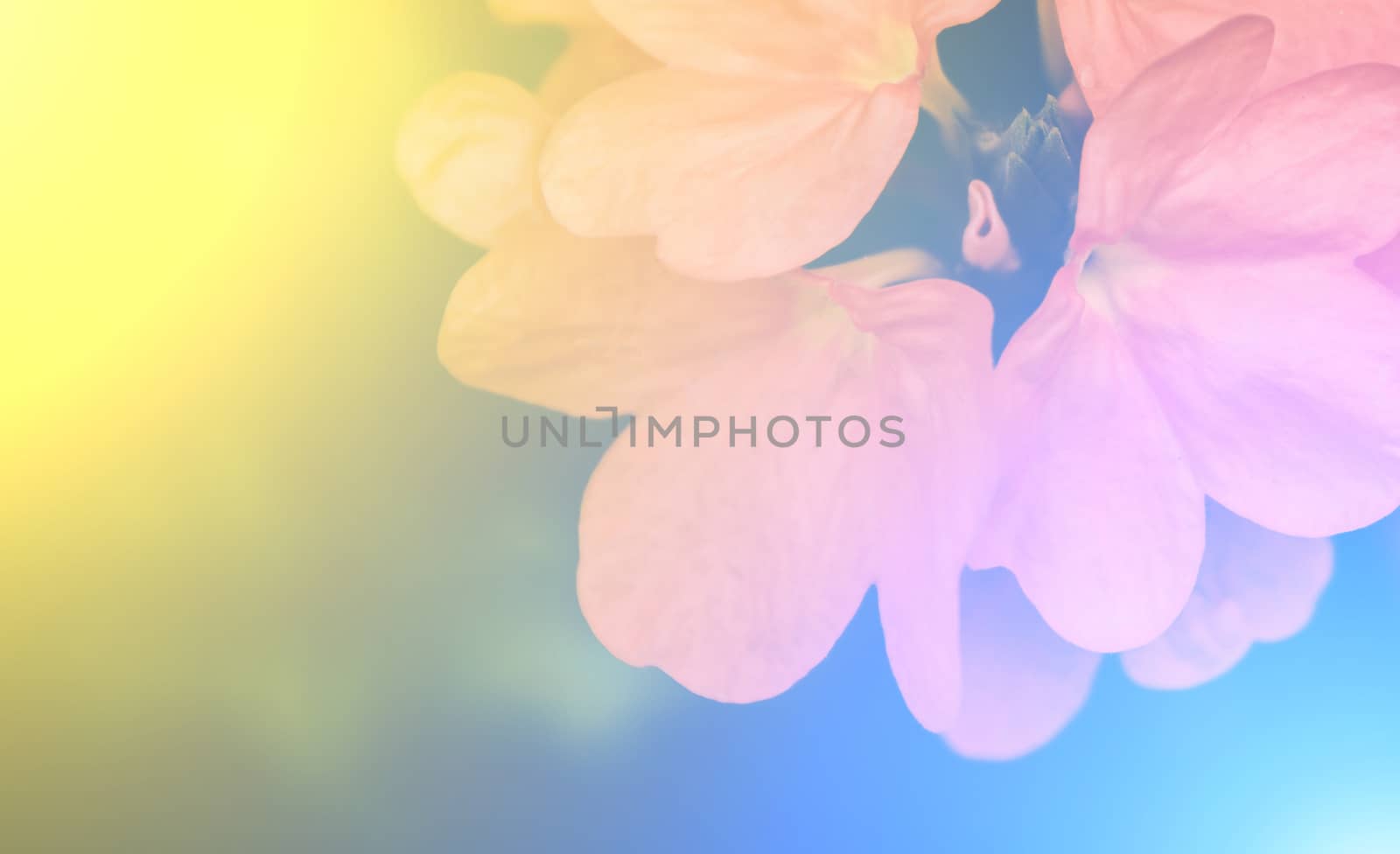 vivid colors beautiful floral in soft style.For art texture or w by toodlingstudio