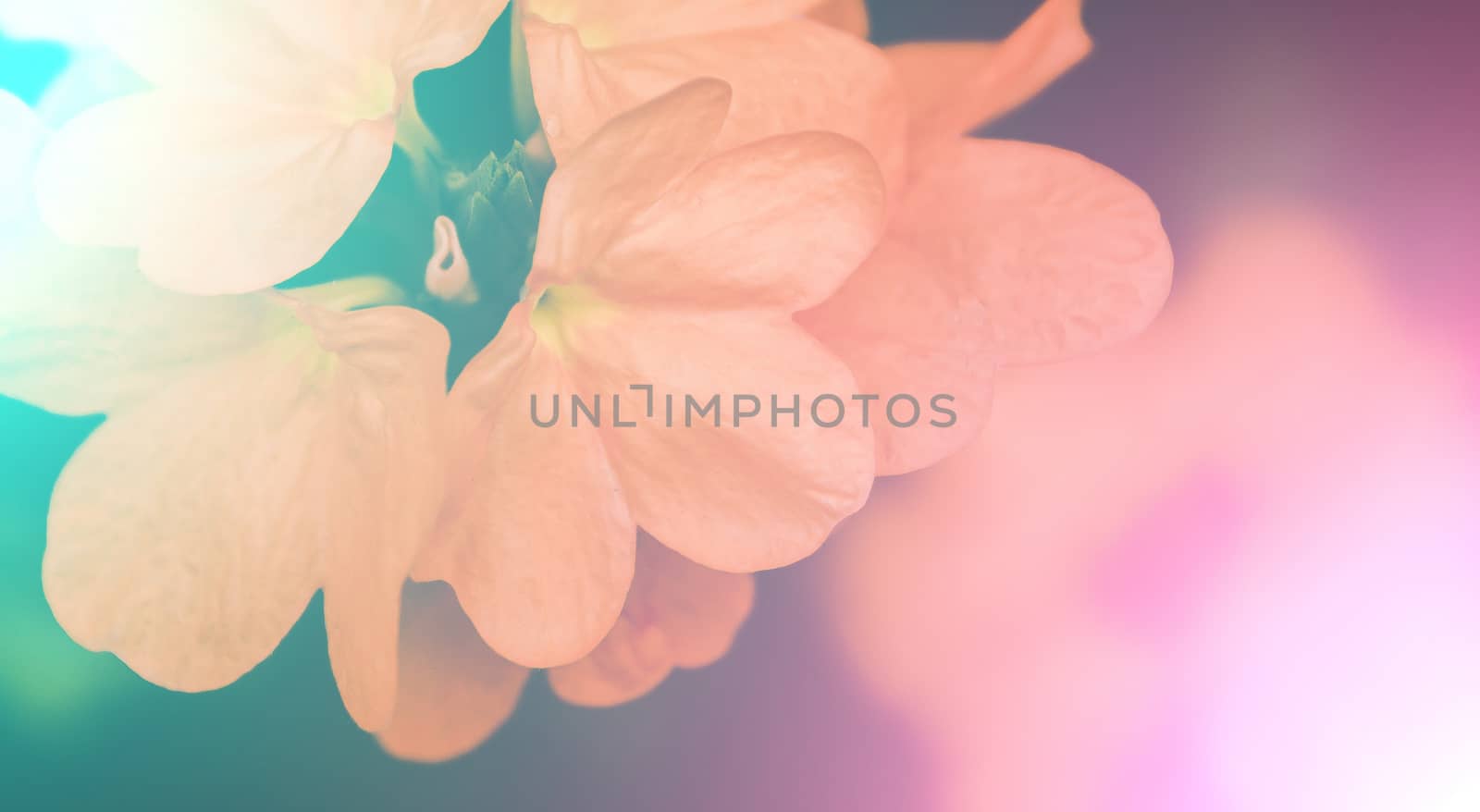 vivid colors beautiful floral in soft style.For art texture or w by toodlingstudio