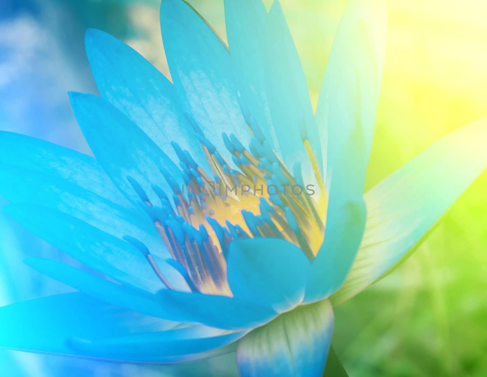 vivid colors beautiful floral in soft style.For art texture or web design and floral background.