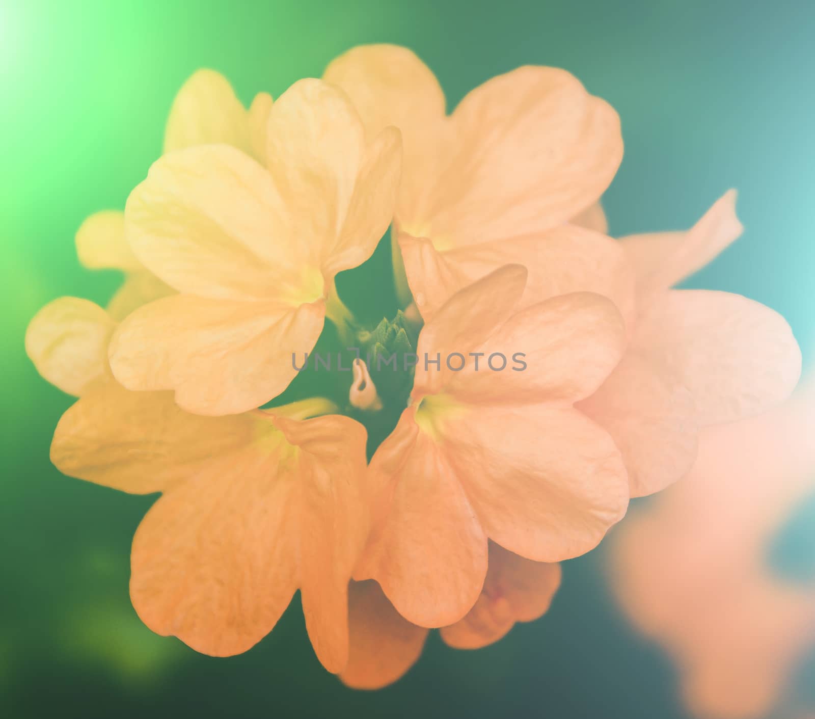 vivid colors beautiful floral in soft style.For art texture or w by toodlingstudio