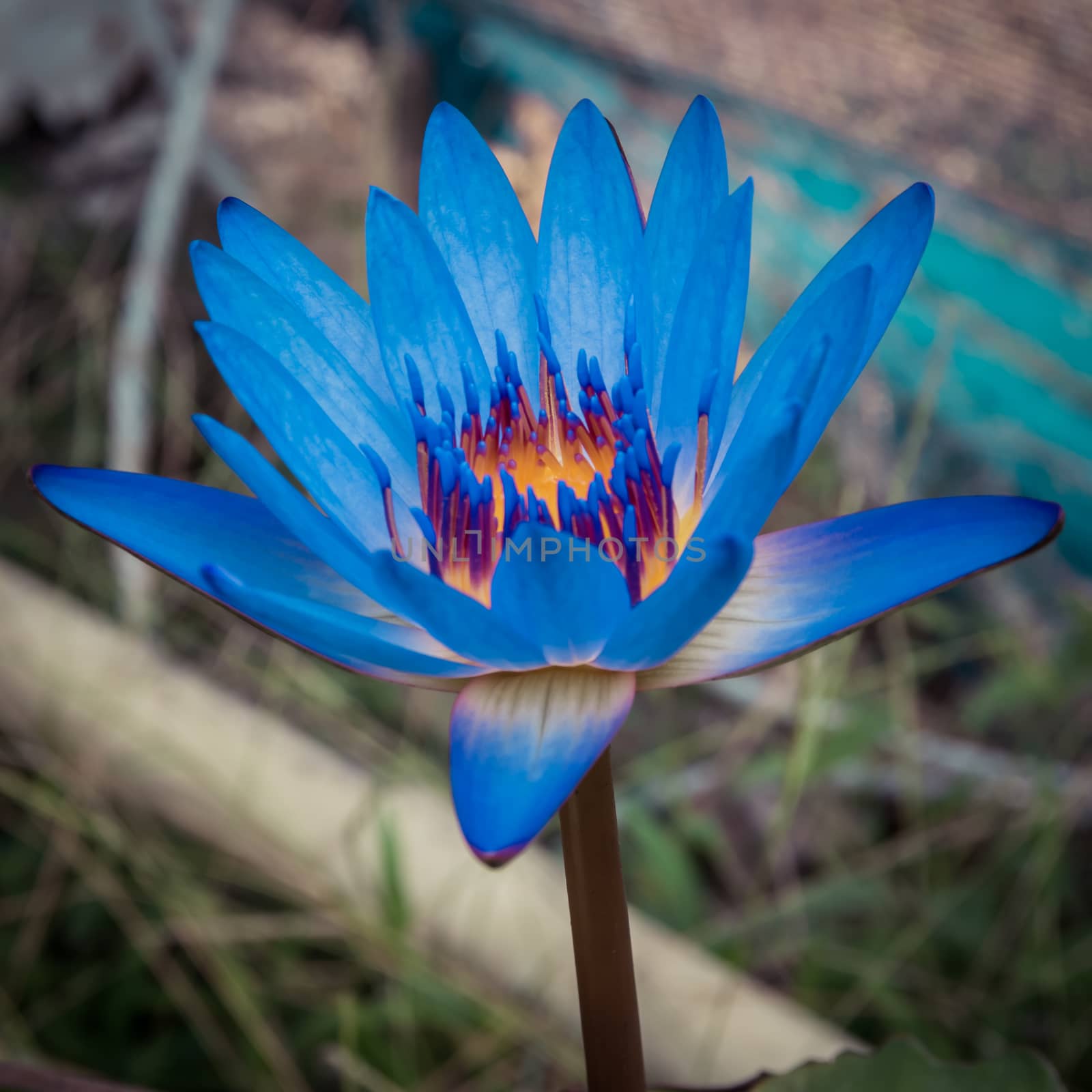beautiful blue waterlily or blue lotus flower