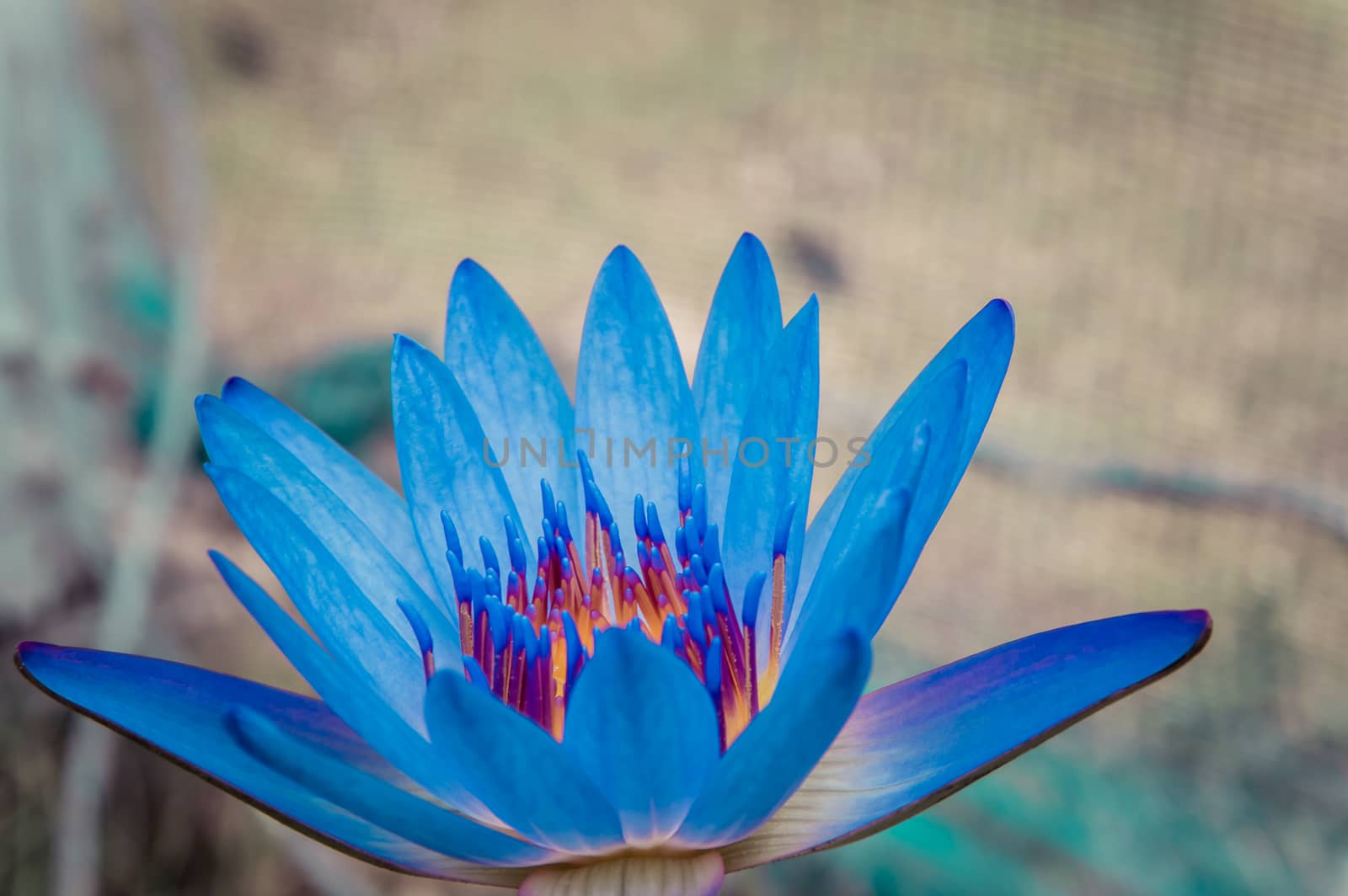 beautiful blue waterlily or blue lotus flower