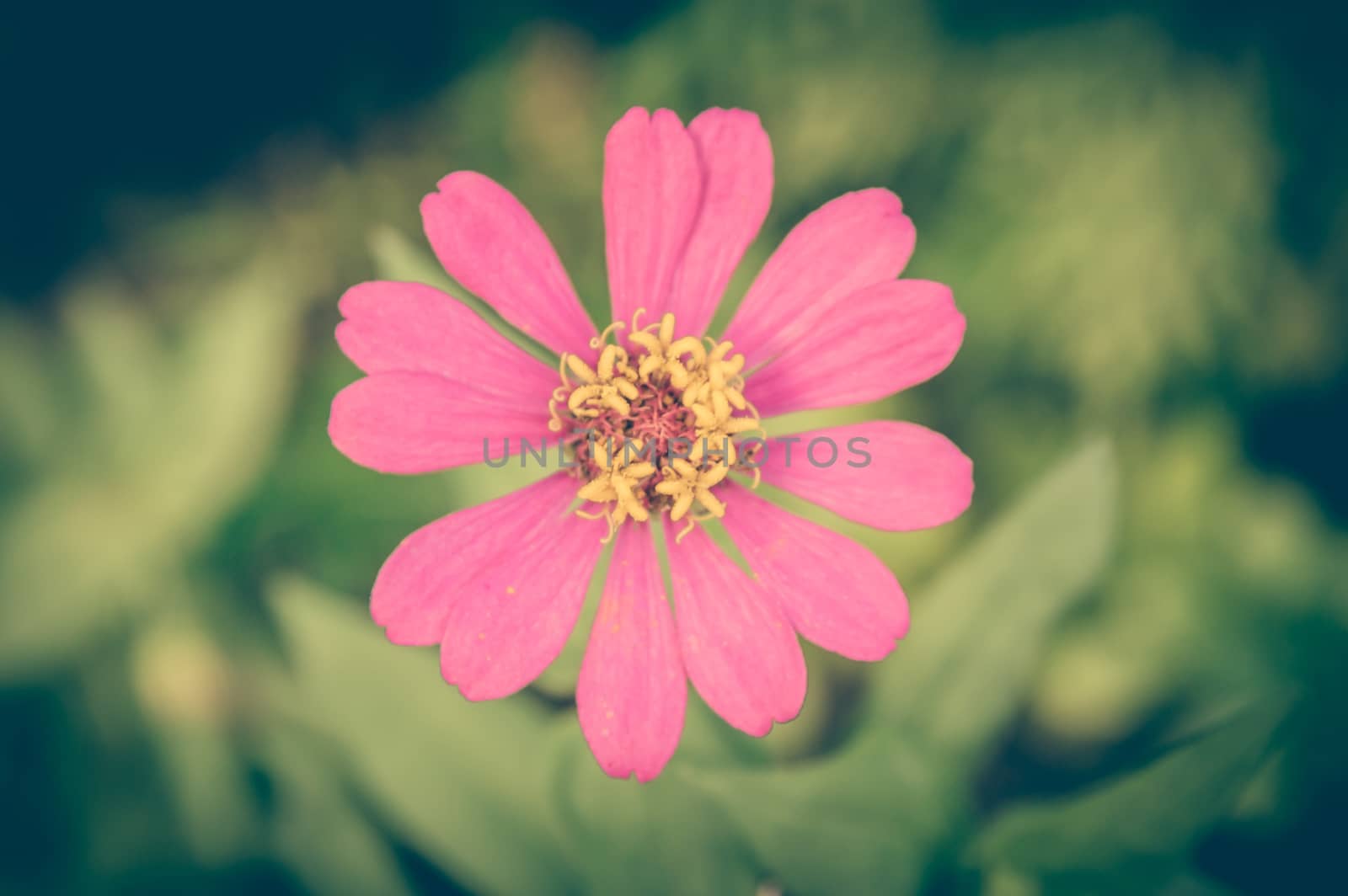 Vintage photo of Pink Flowers