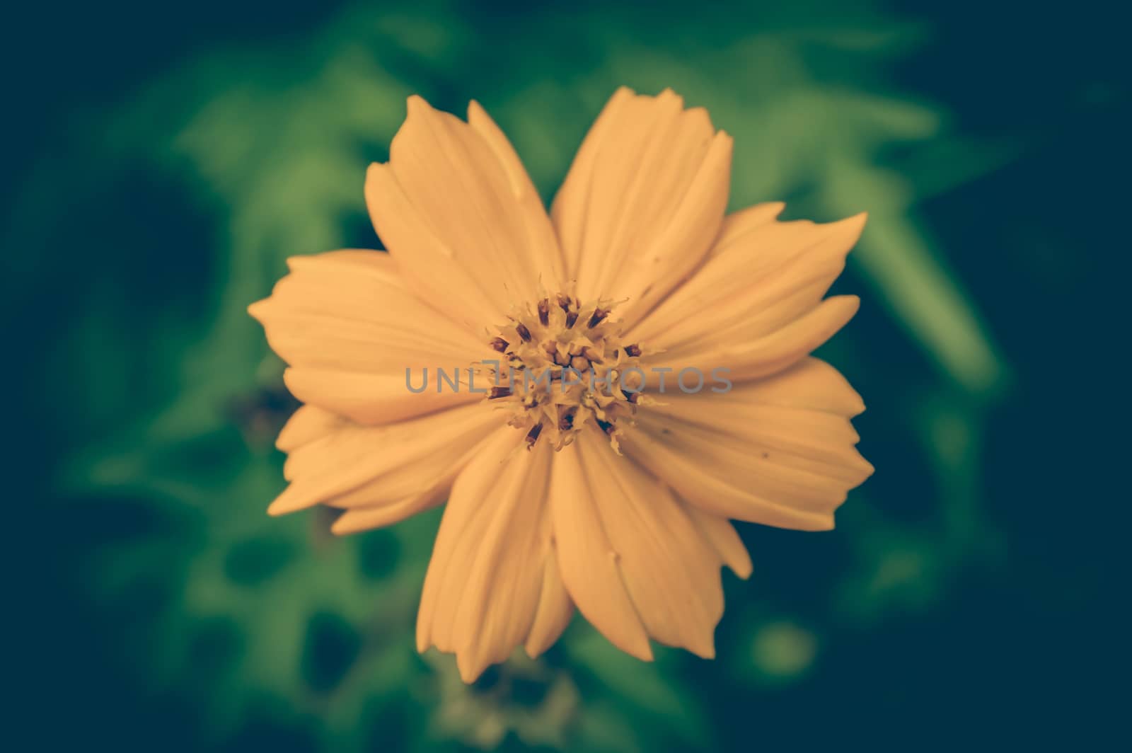 Vintage photo of Yellow Flowers