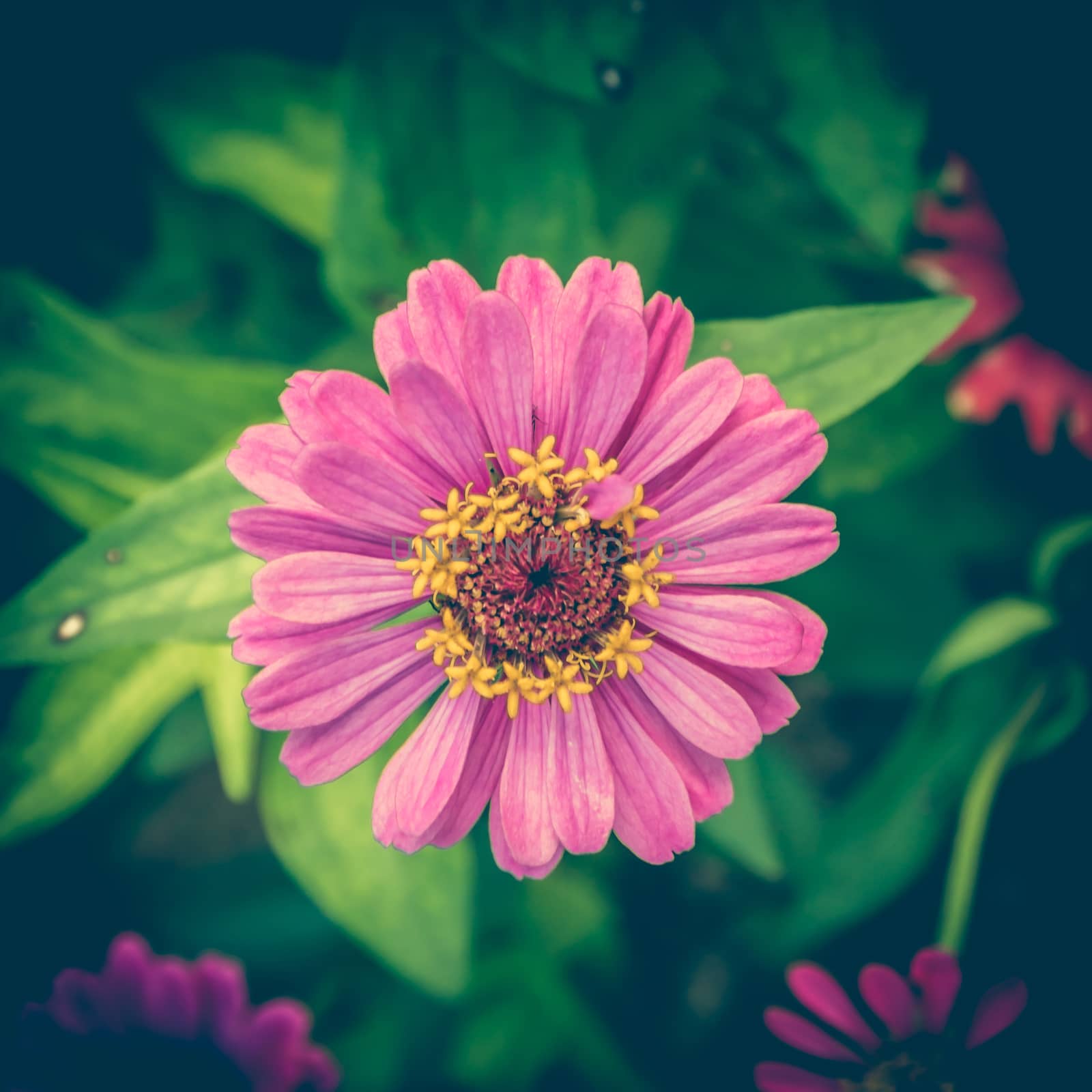 Vintage photo of Pink Flowers