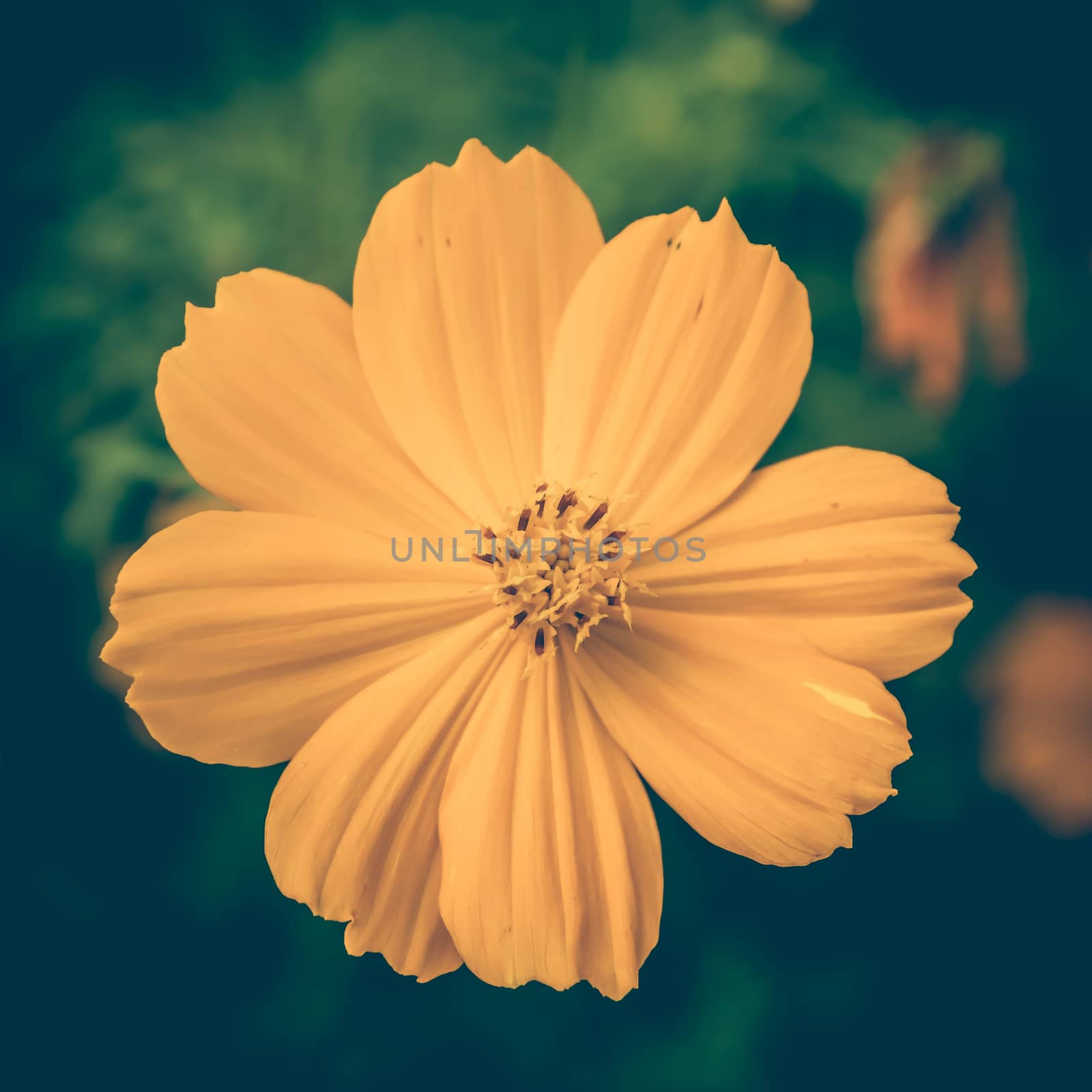 Vintage photo of Yellow Flowers by toodlingstudio