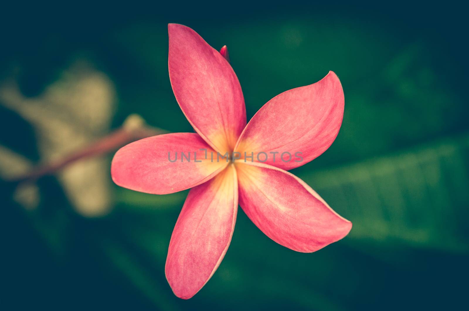 Vintage photo of Red Flowers