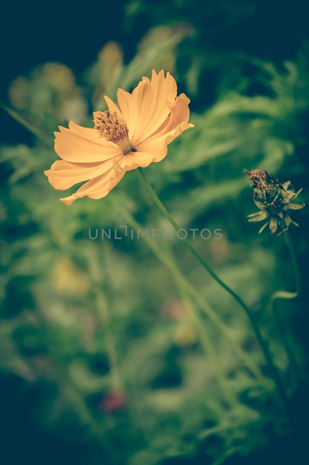 Vintage photo of Yellow Flowers