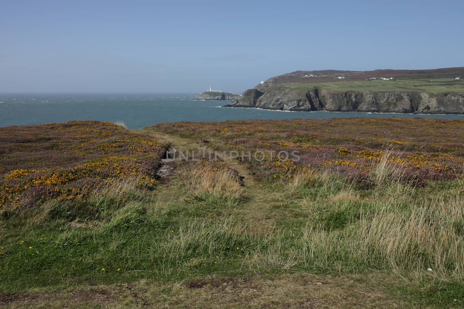 A view from a track through heather across a bay to south stack lighthouse in the distance, Wales coast path, Anglesey, Wales, uk.