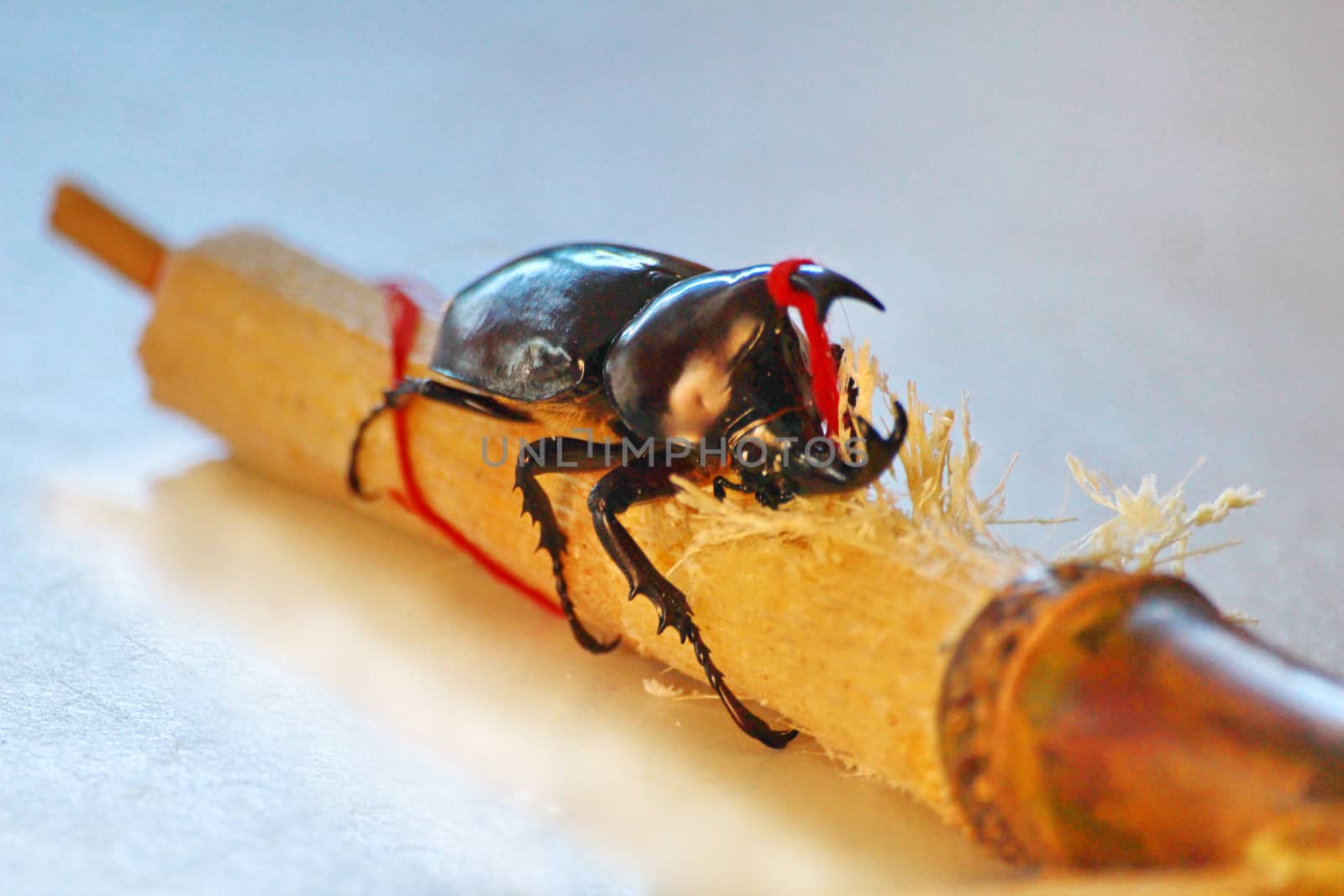 The stag beetle eating sugarcane.look so sweetness.