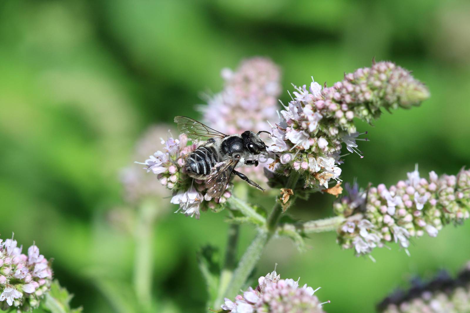 Black Bee feeding on mint flower early morning