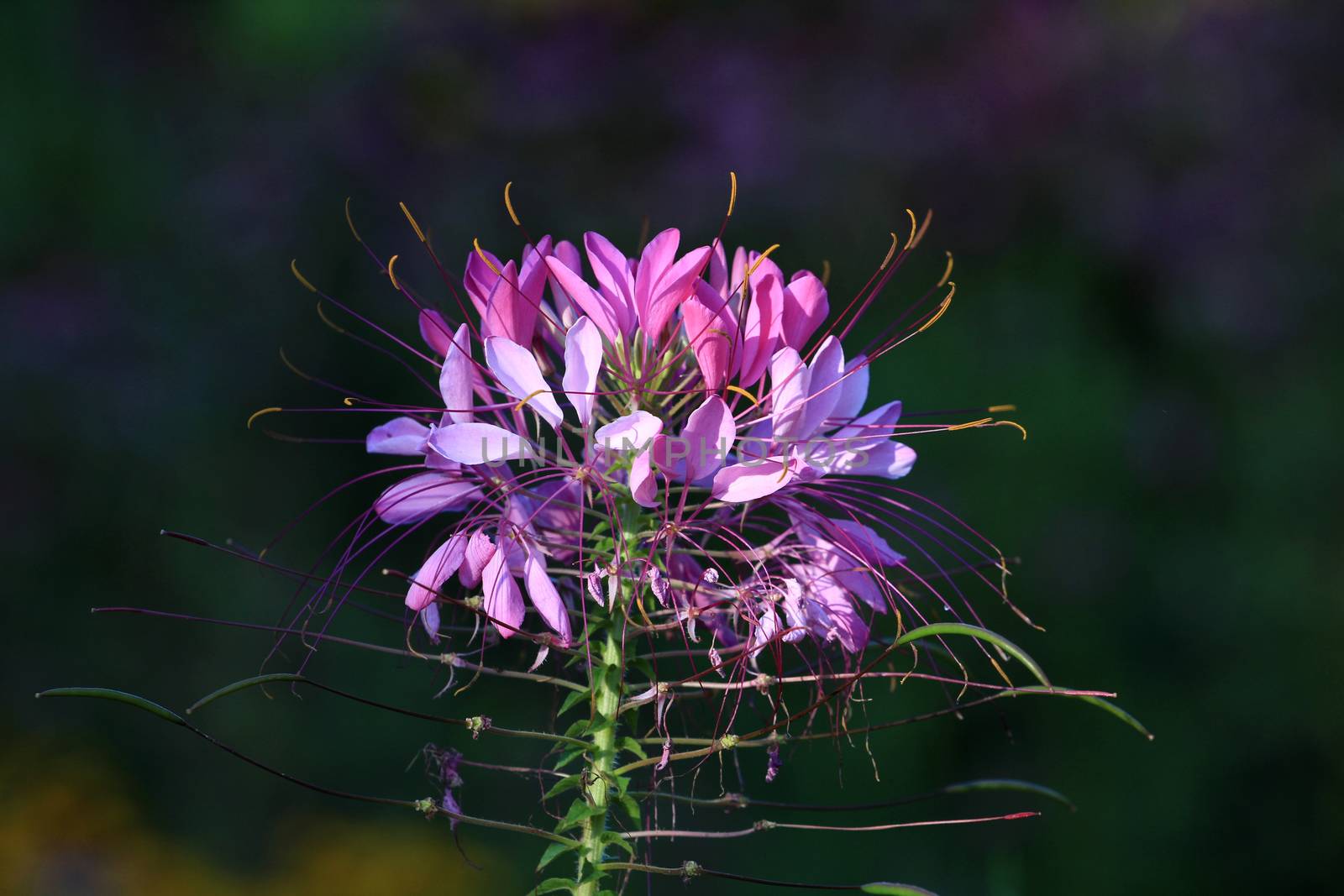 Cleome or Spider Flower in early morning sun