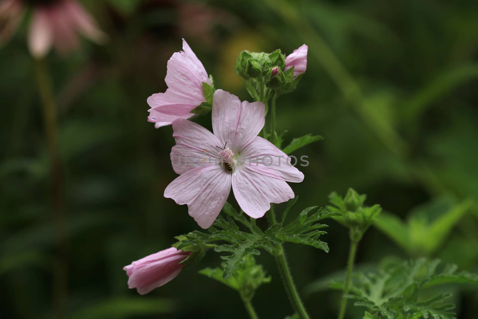 Mallow Flower in early morning light late summer