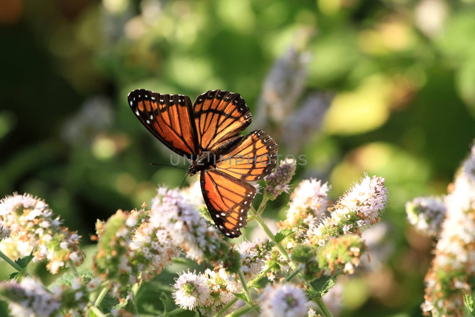 Viceroy Butterfly feeding on mint flower in early morning