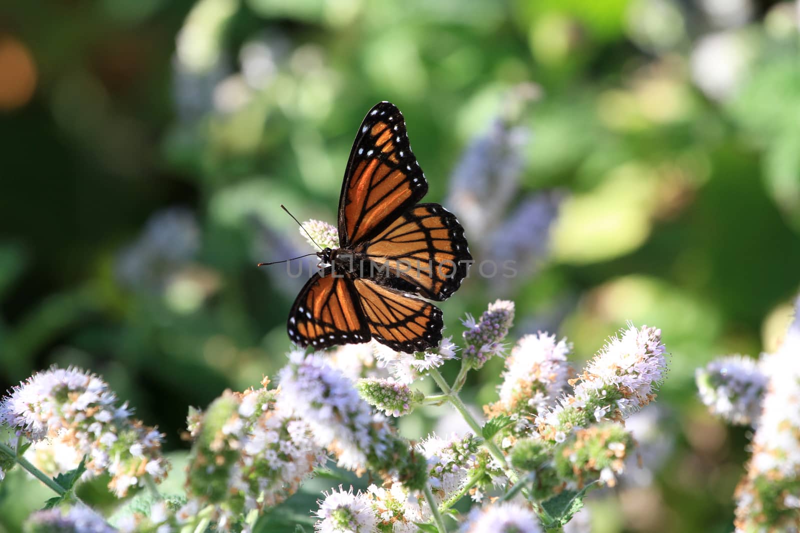 Viceroy Butterfly feeding on mint flower in early morning